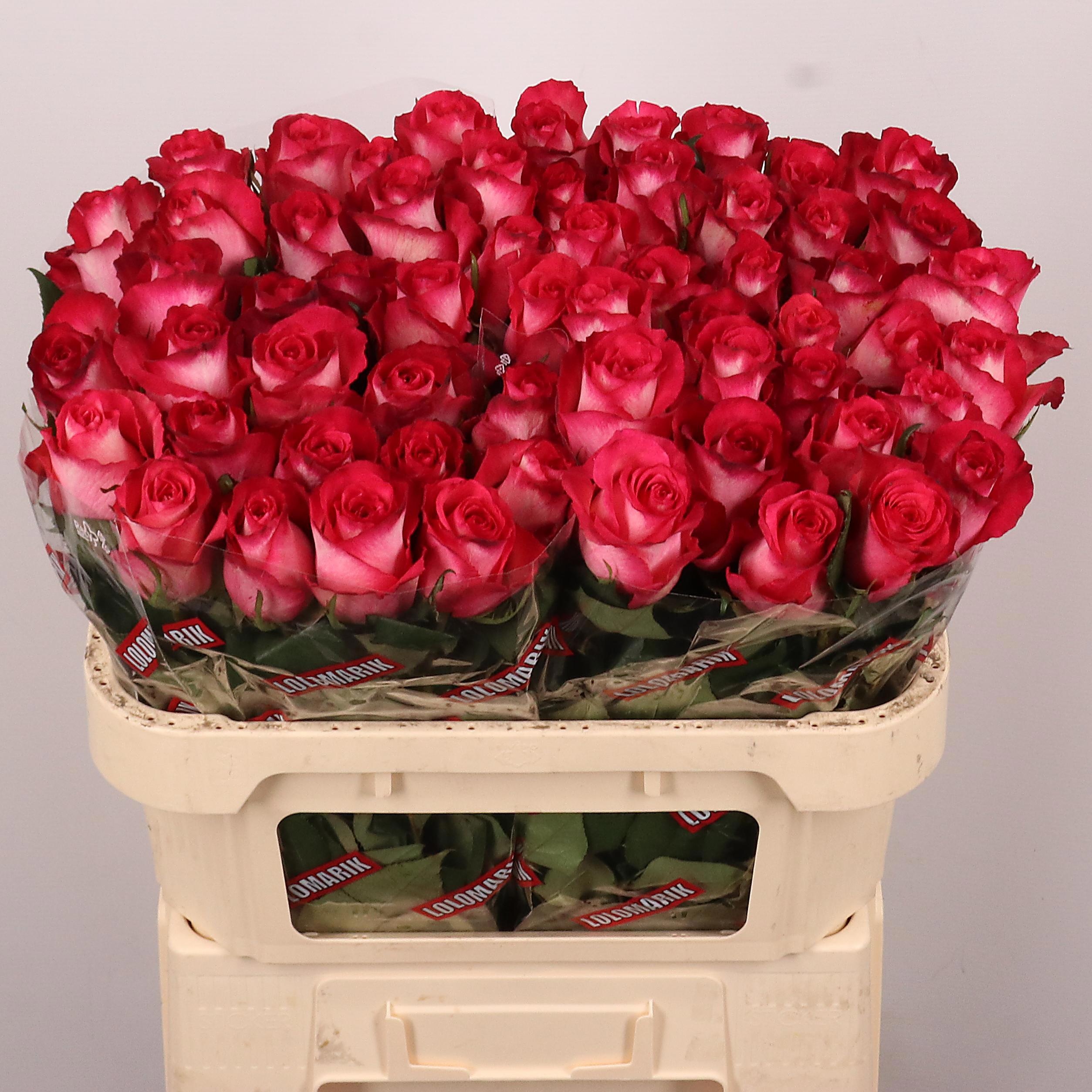 Rosa Nicoletta 70cm
