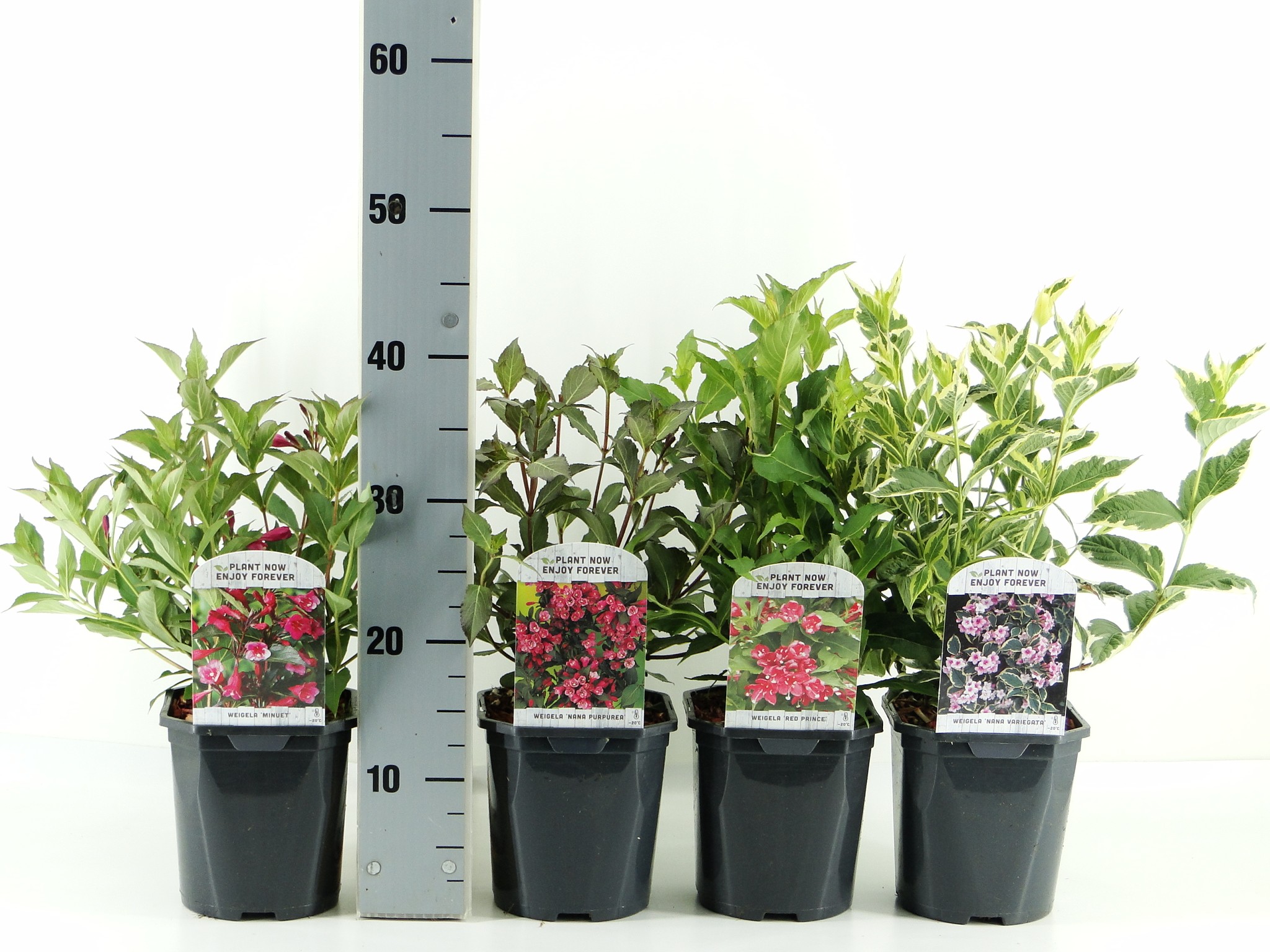 Picture of Weigela in varieties P17 (2 Ltr) Square