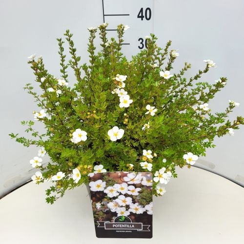 Potentilla f. 'Abbotswood'