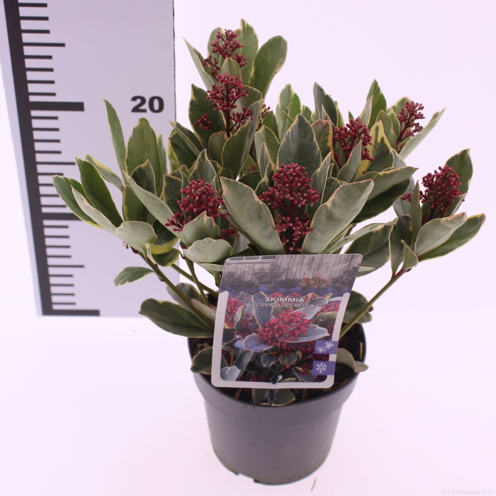 Picture of Skimmia japonica 'Perosa' PBR