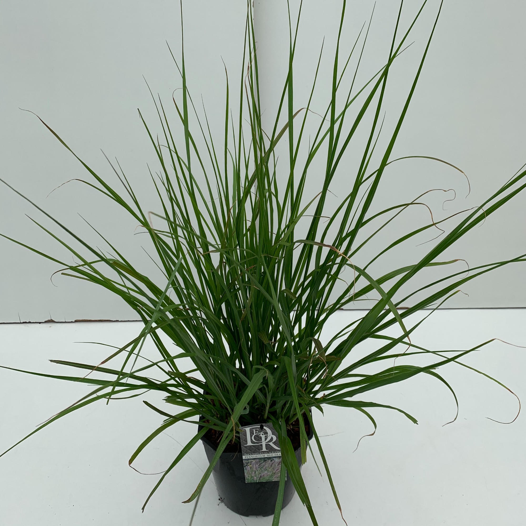 Picture of Pennisetum Red Head P23 (5 Ltr) SQUARE