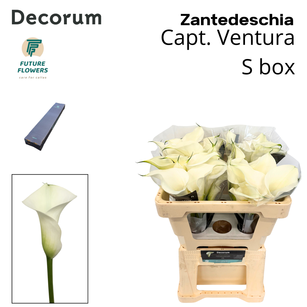 Zant Capt Ventura
