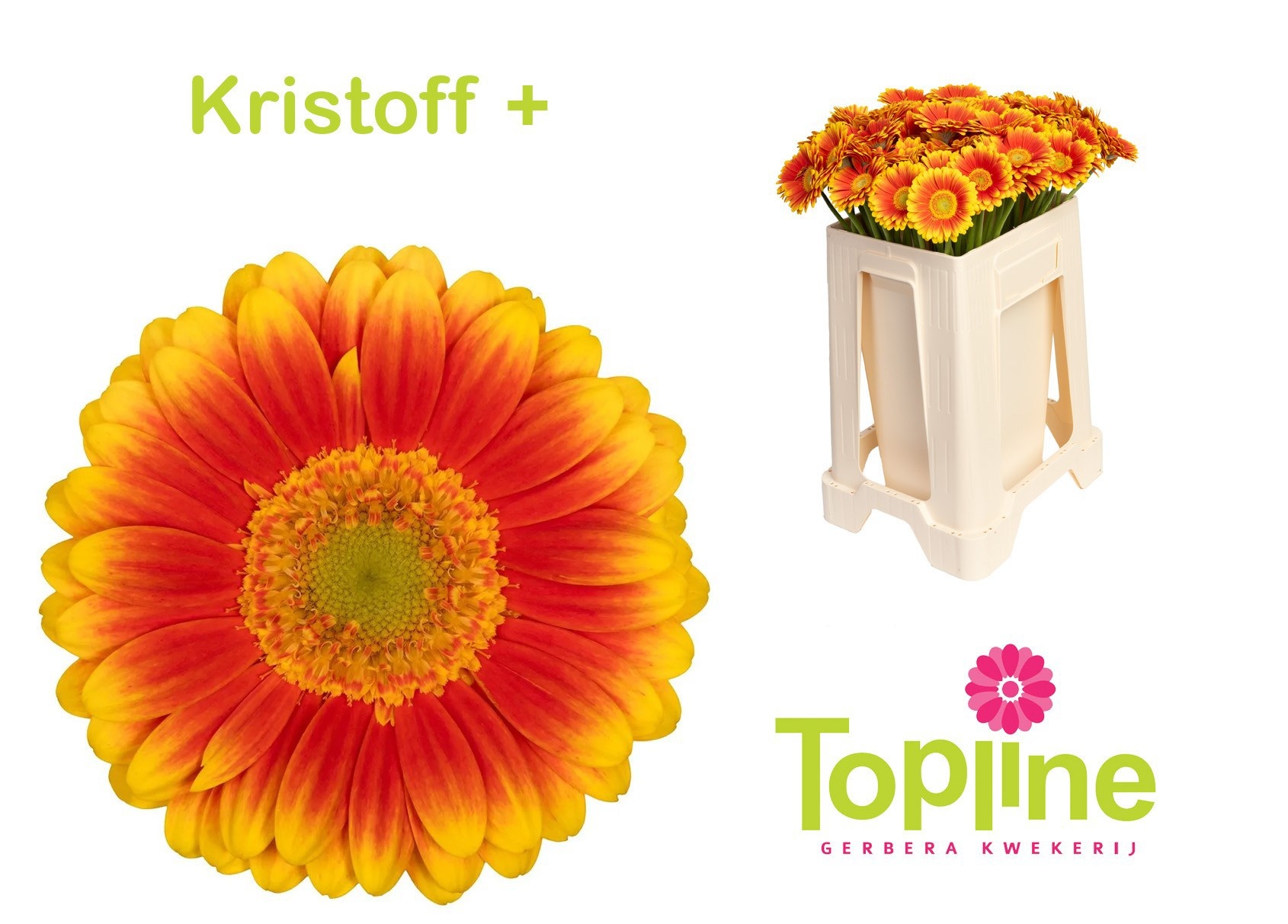 Gerbera Mini Kristoff+