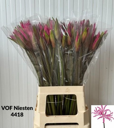 Nerine Amarine Dark Pink 70cm