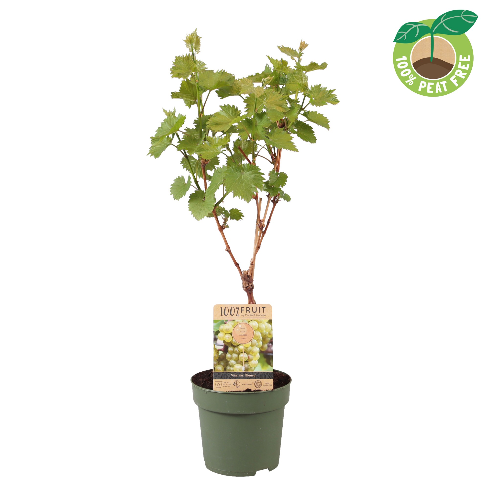 Picture of Vitis vinifera Bianca P21 (4 Ltr) 25/STD