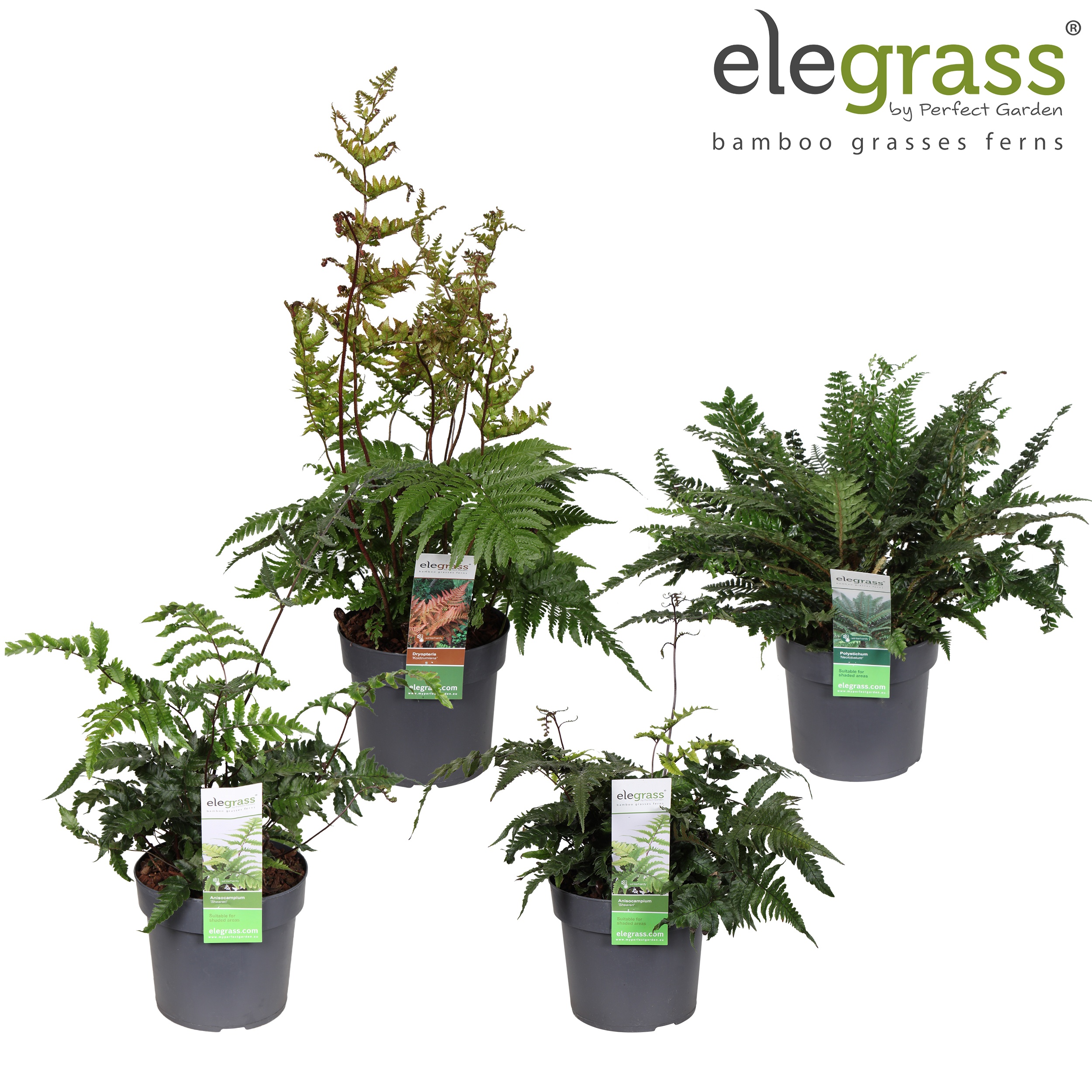 Picture of Ferns mix shelve loose P19