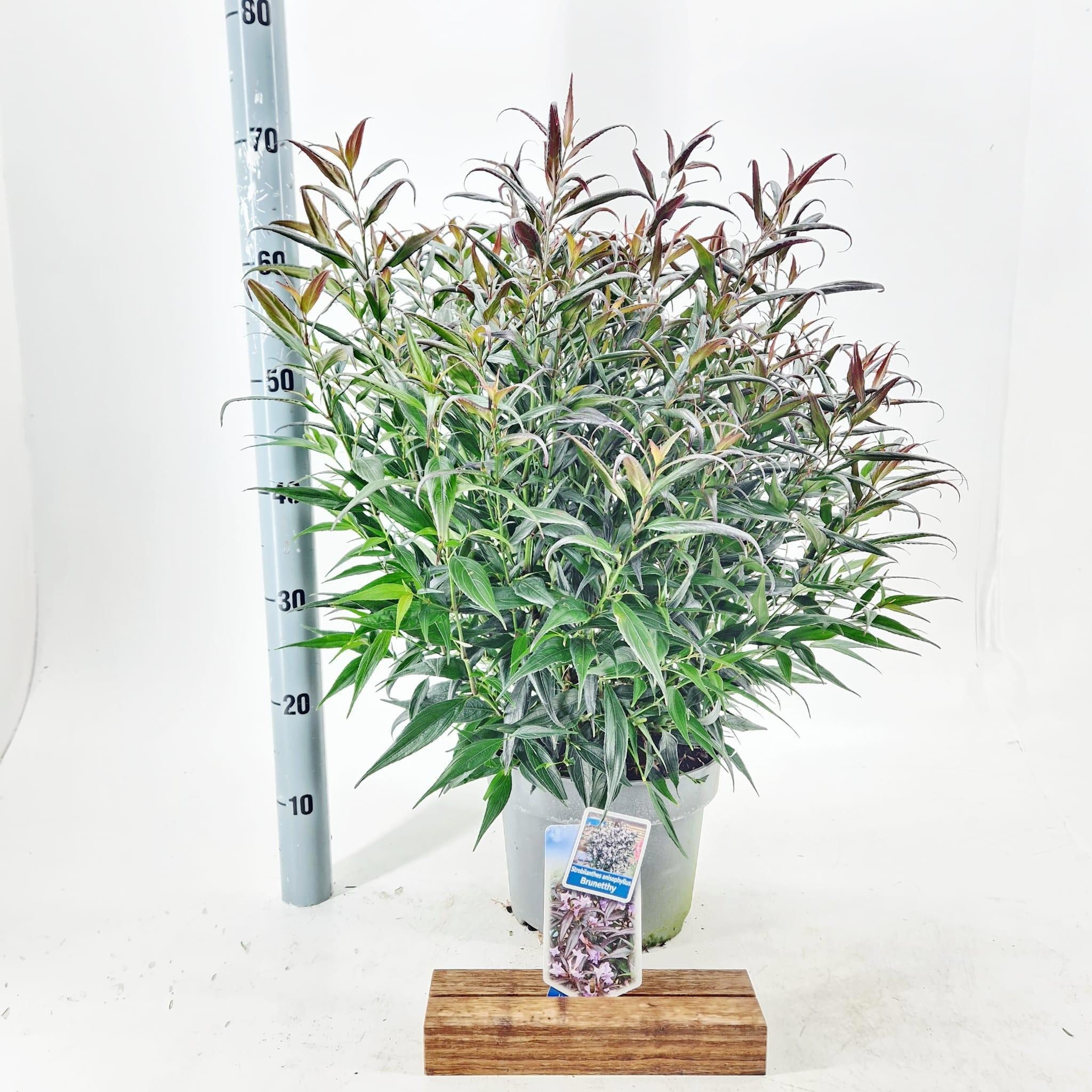 Strobilanthes anisophyllus Brunetthy ('Lankveld15'PBR)
