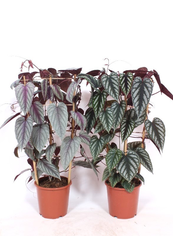 Picture of Cissus mix (discolor & violet vine) P17 60CM