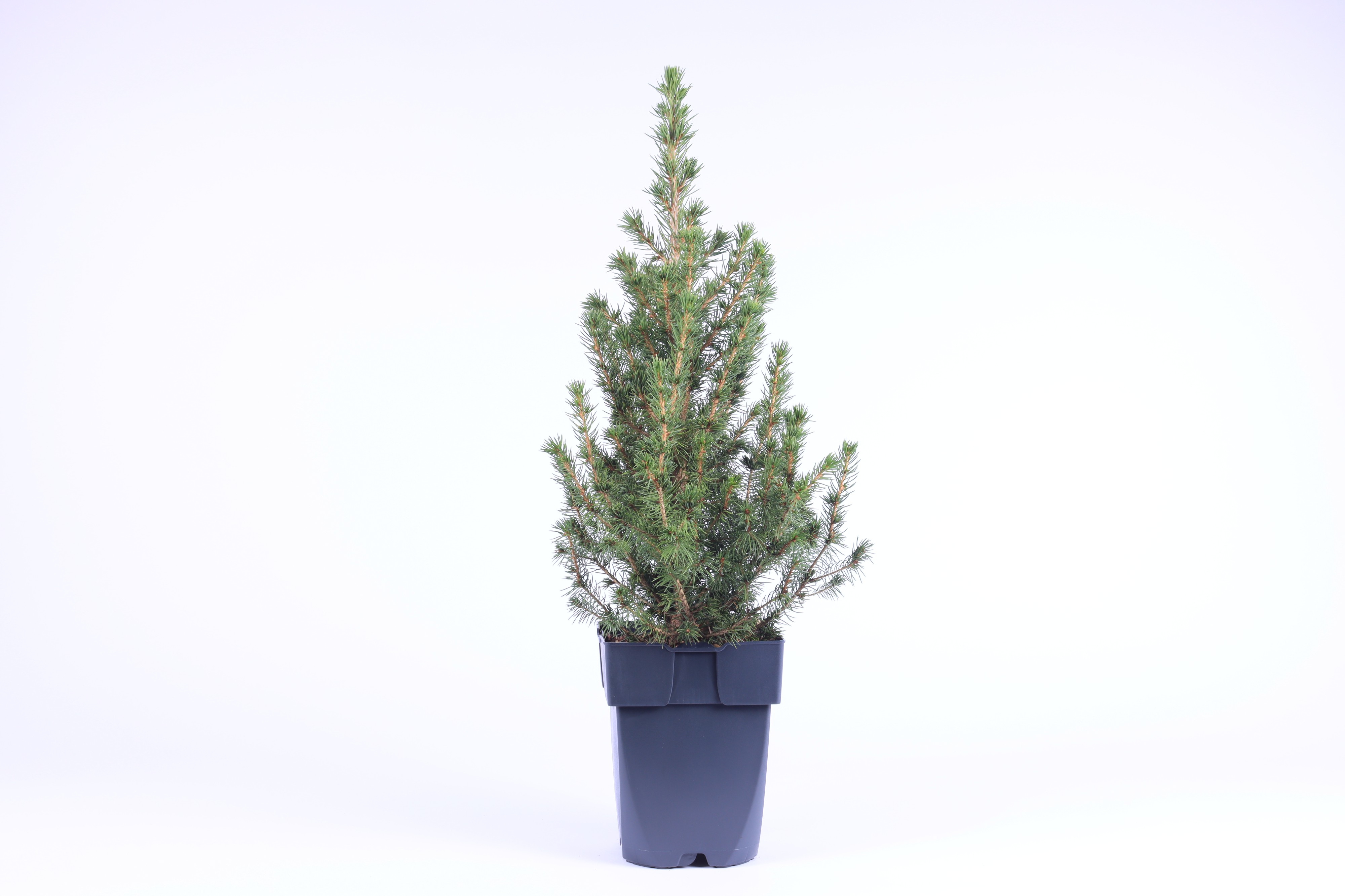 Picture of Picea glauca 'Conica' P17