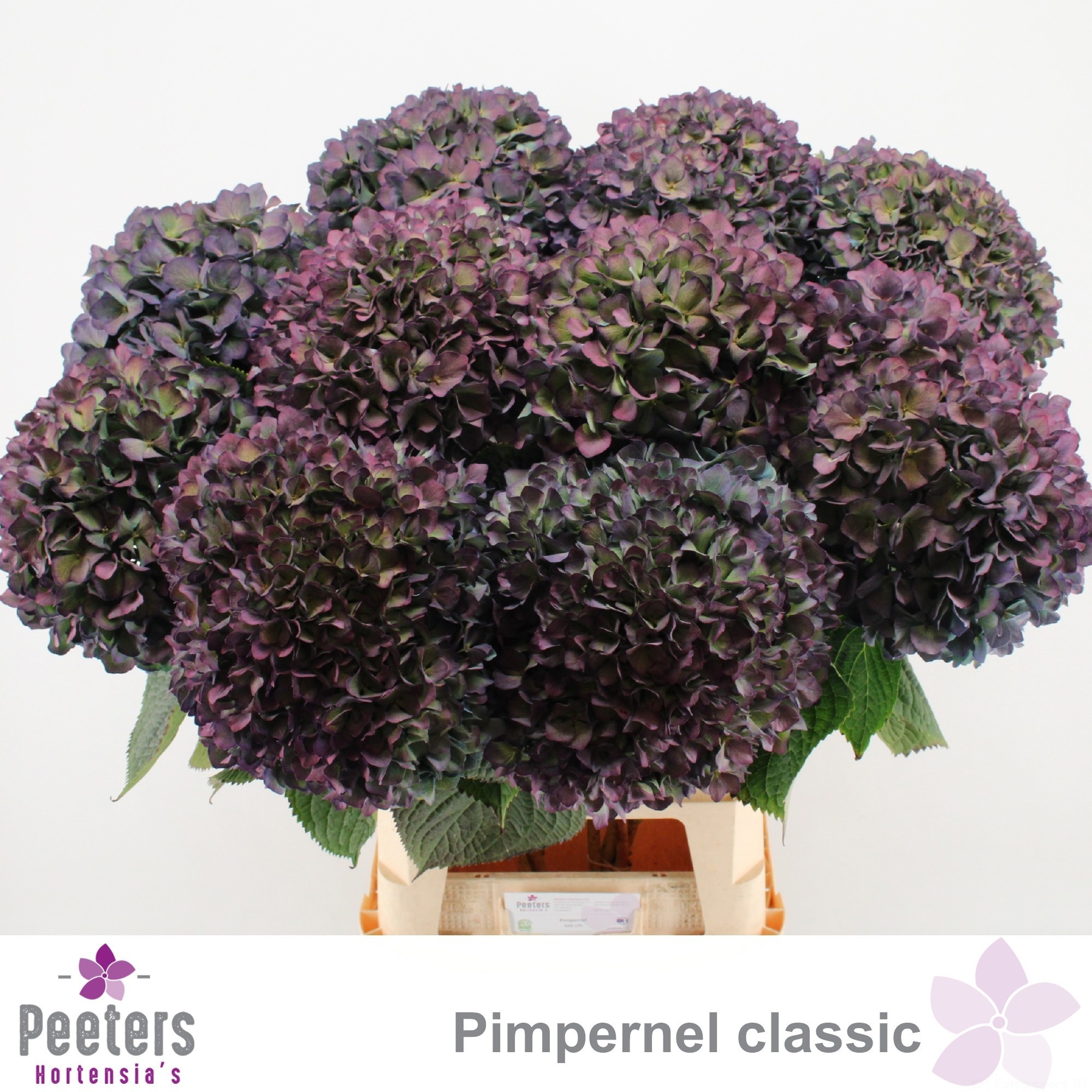 Hydrangea Pimpernel Classic 100cm 25Ø