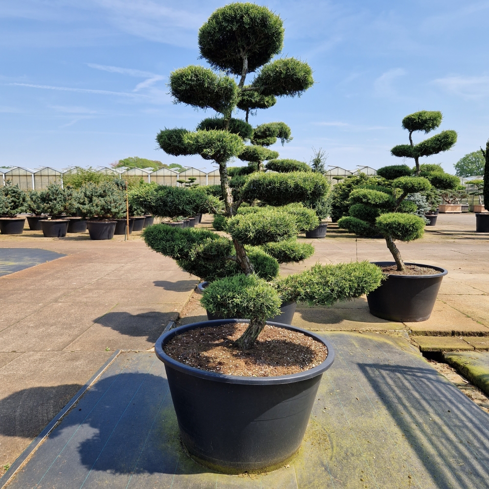 Picture of Juniperus media Hetzii C500 Bonsai-180/200-cm (LOOSE)