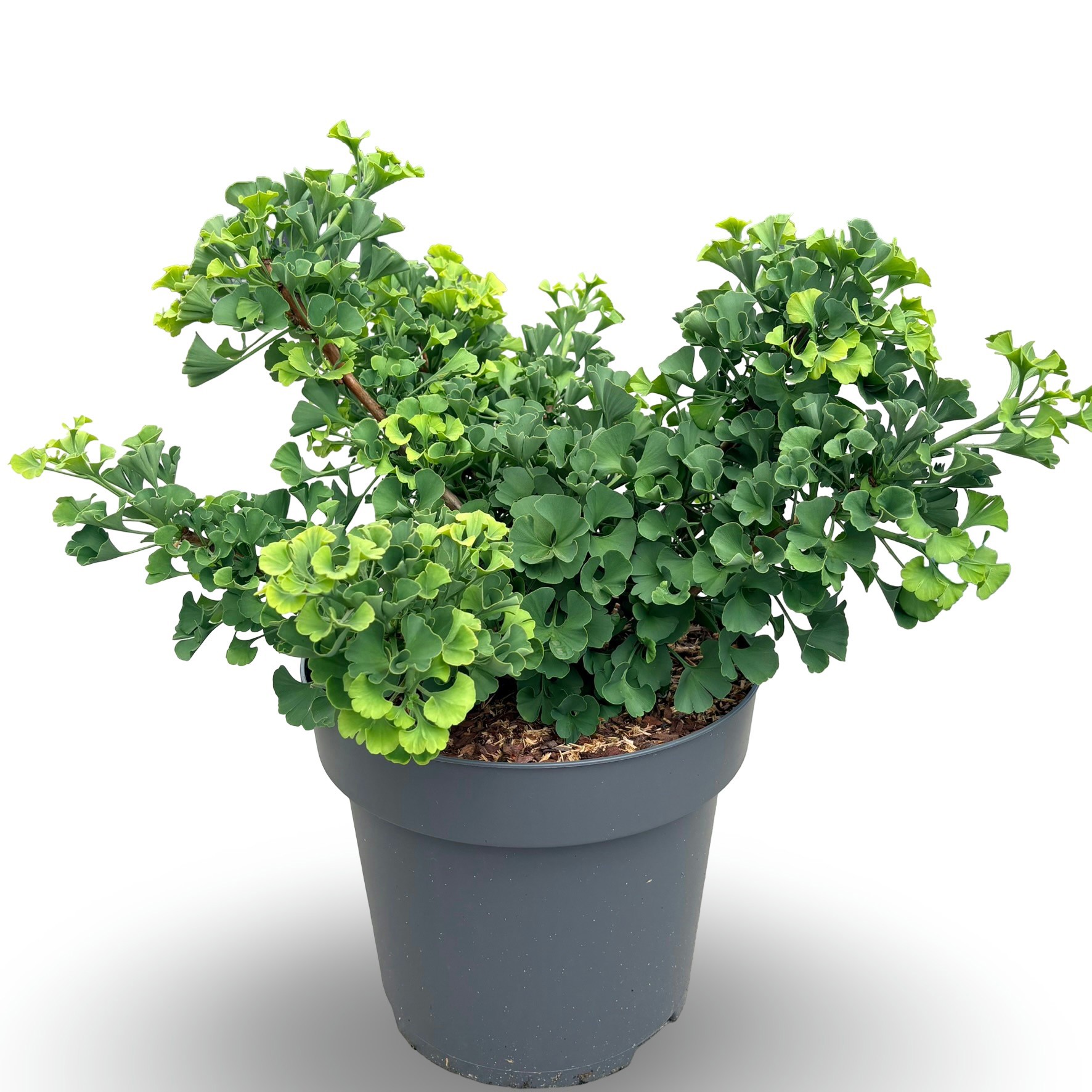 Ginkgo biloba 'Mariken'