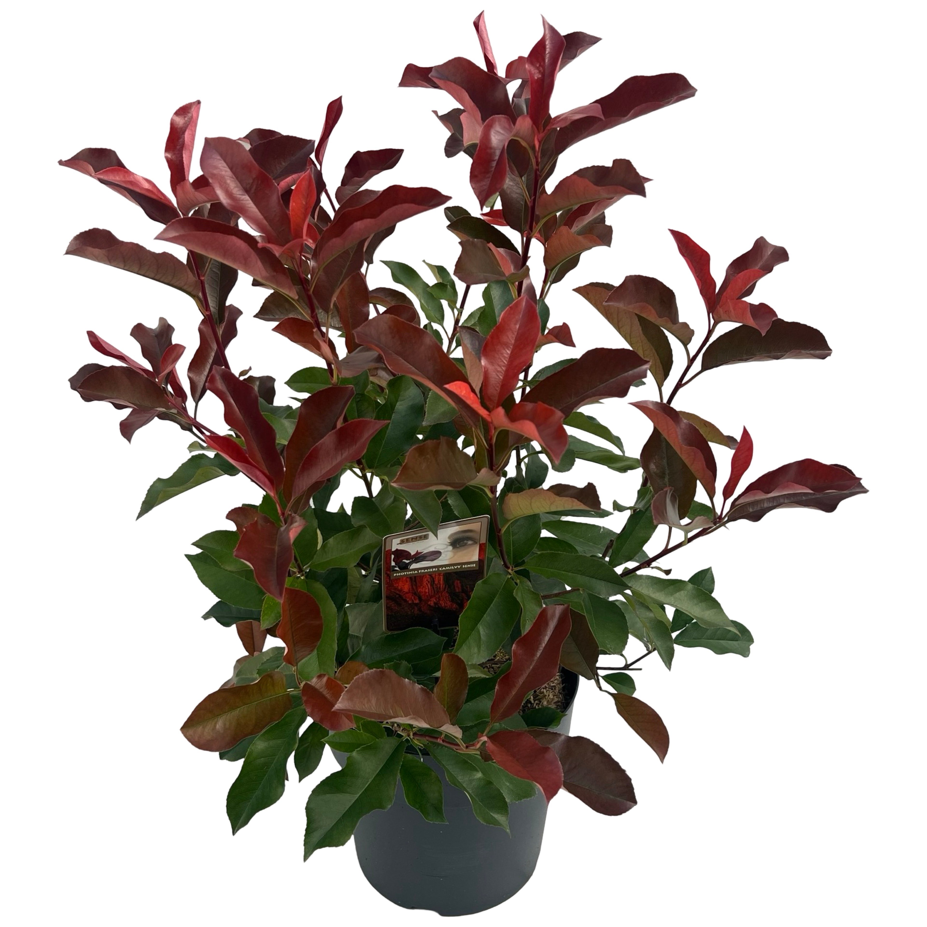 Picture of Photinia fras. 'Camilvy' sense