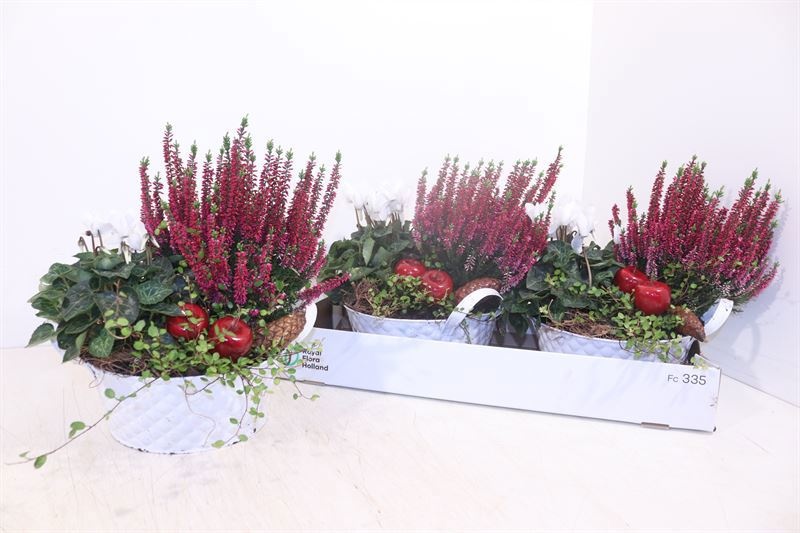Arr Tuinplanten 22P 30cm