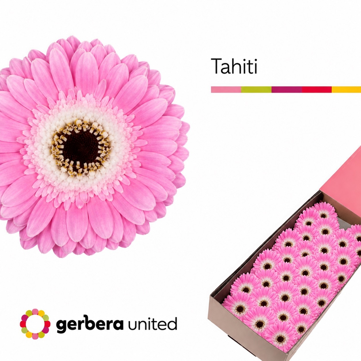 Gerbera Mini Black Center Tahiti 45cm 7cm Hd