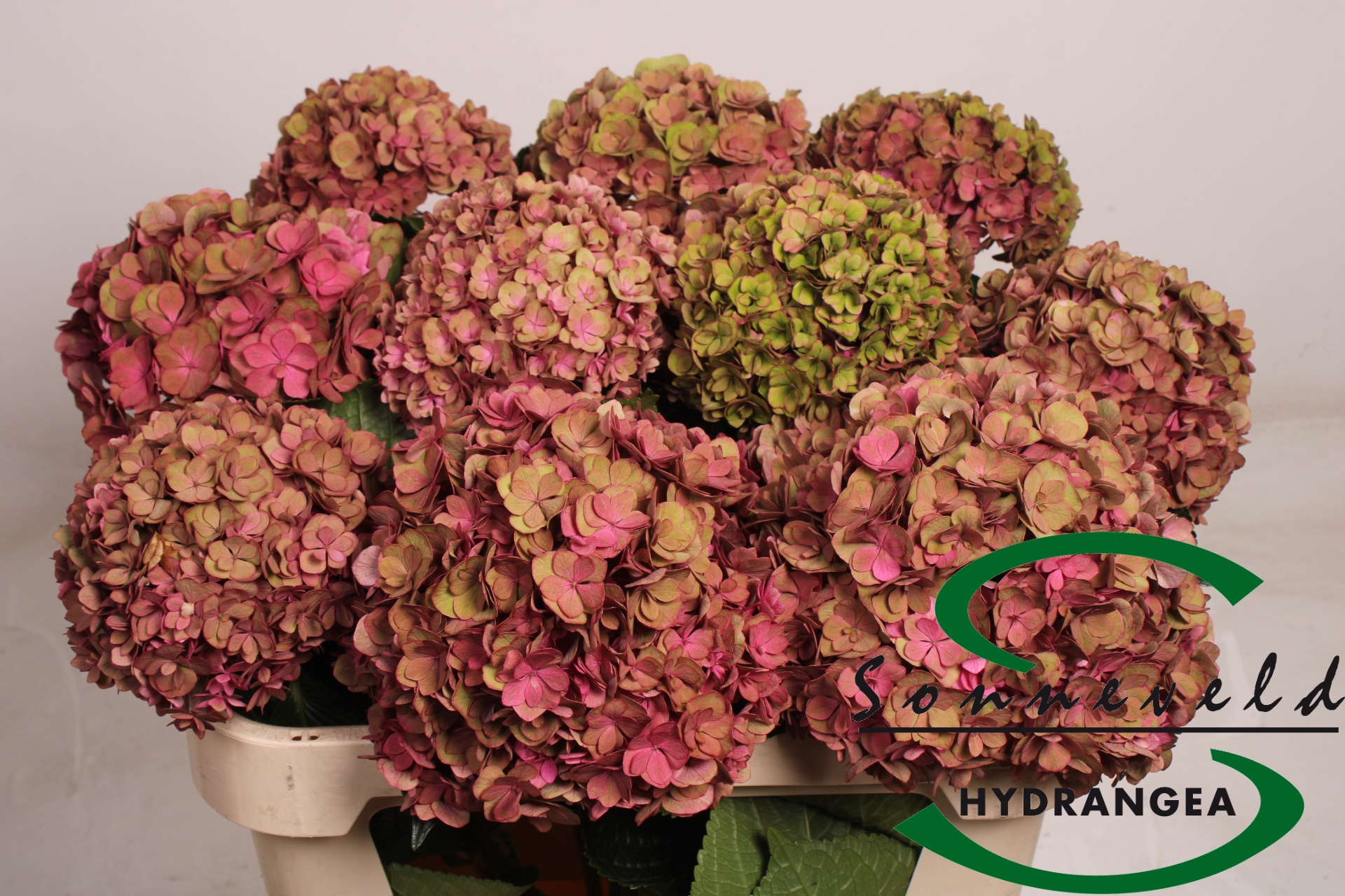 Hydrangea Royal Anastasia Classic 70cm 20Ø