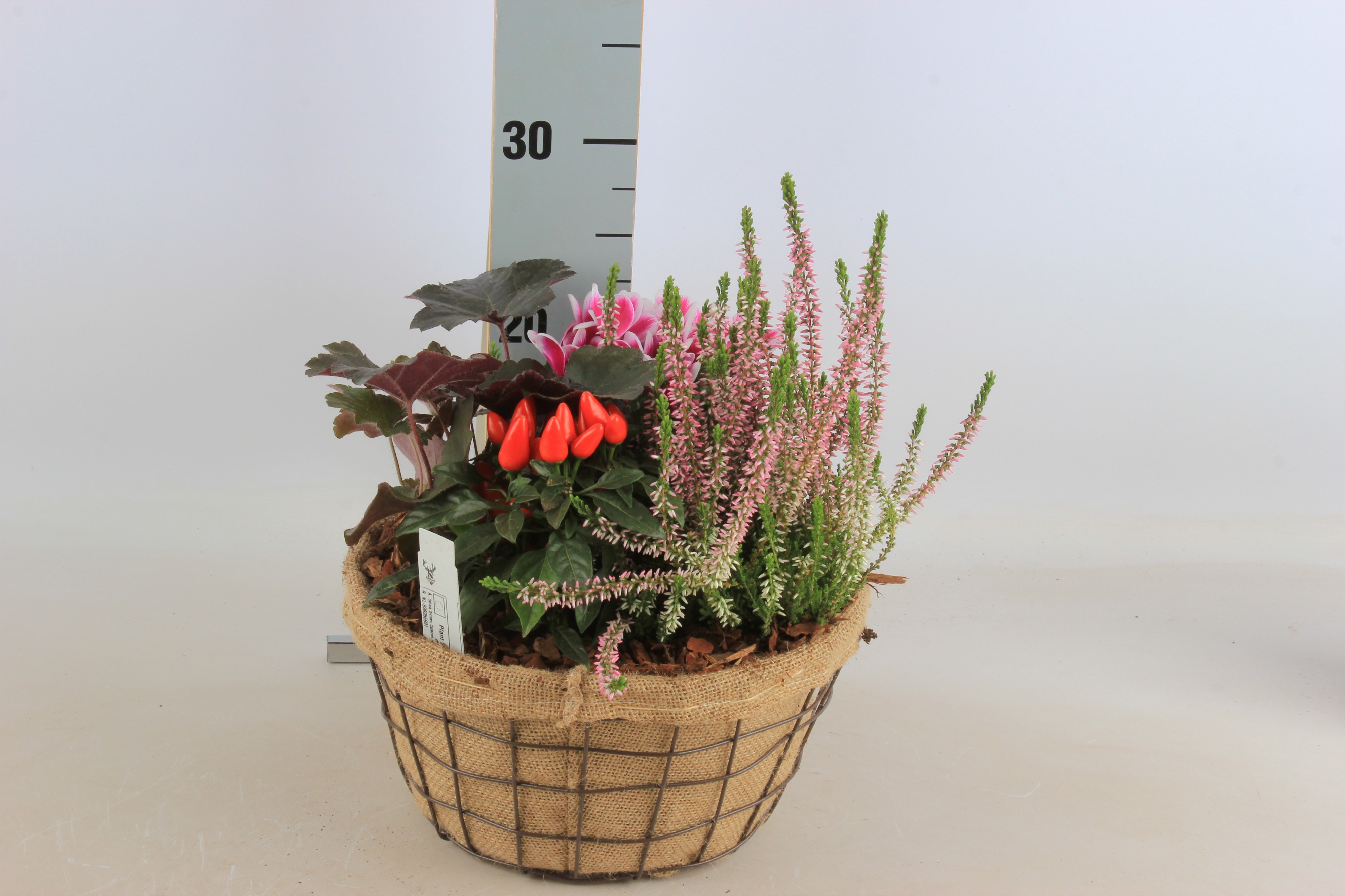 Arr Tuinplanten 25P 35cm 12bloei