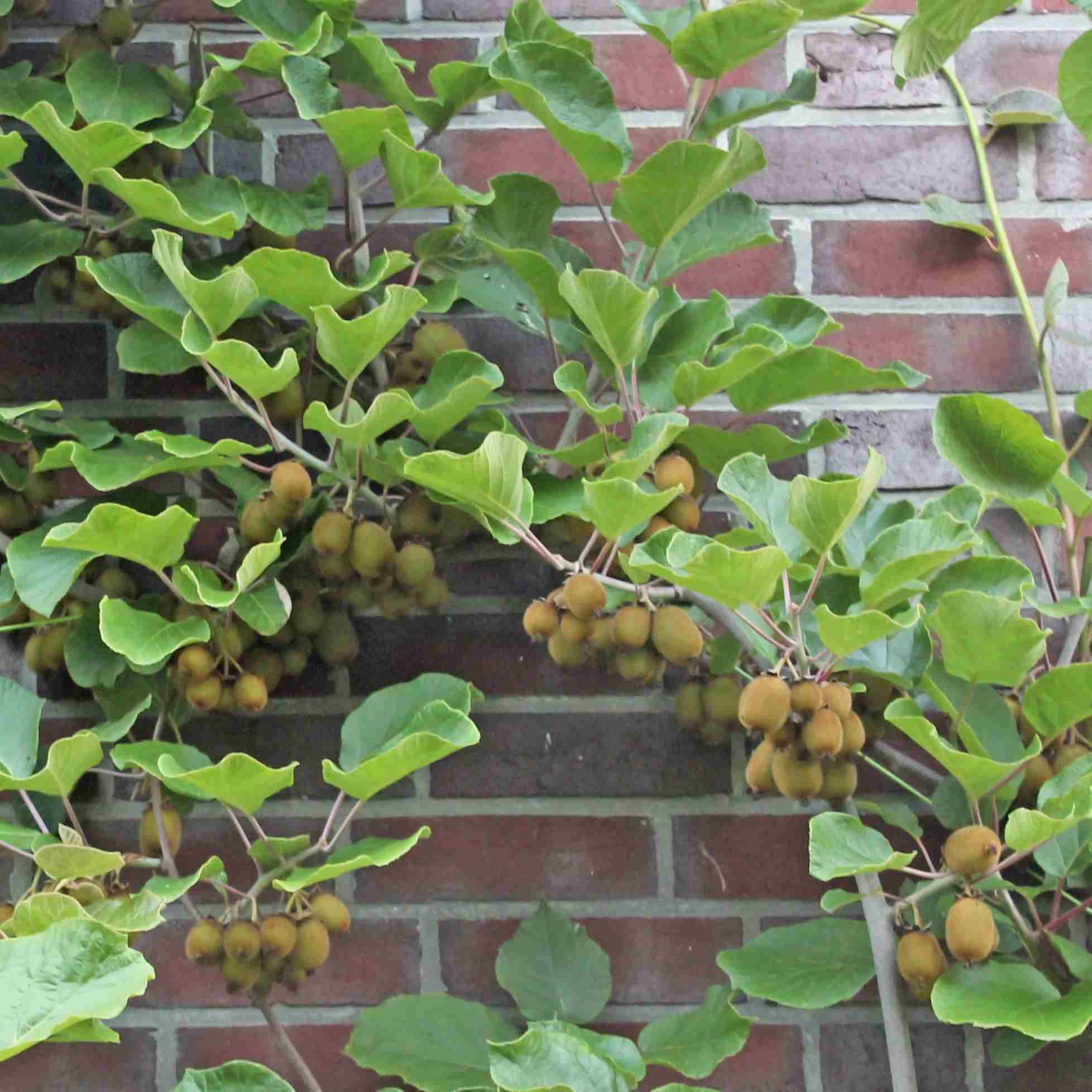 Actinidia deliciosa 'Jenny'