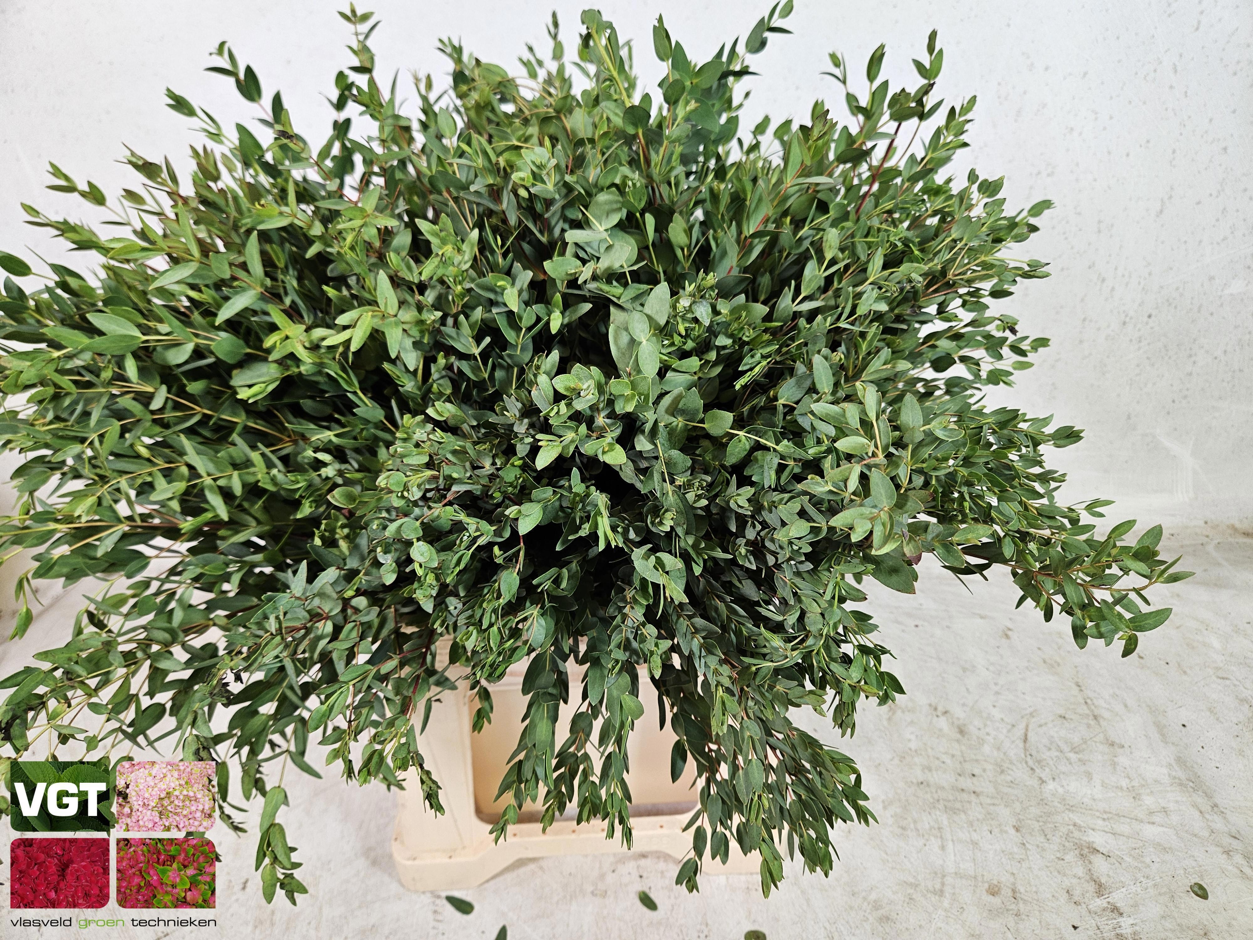 Eucalyptus Parvifoli