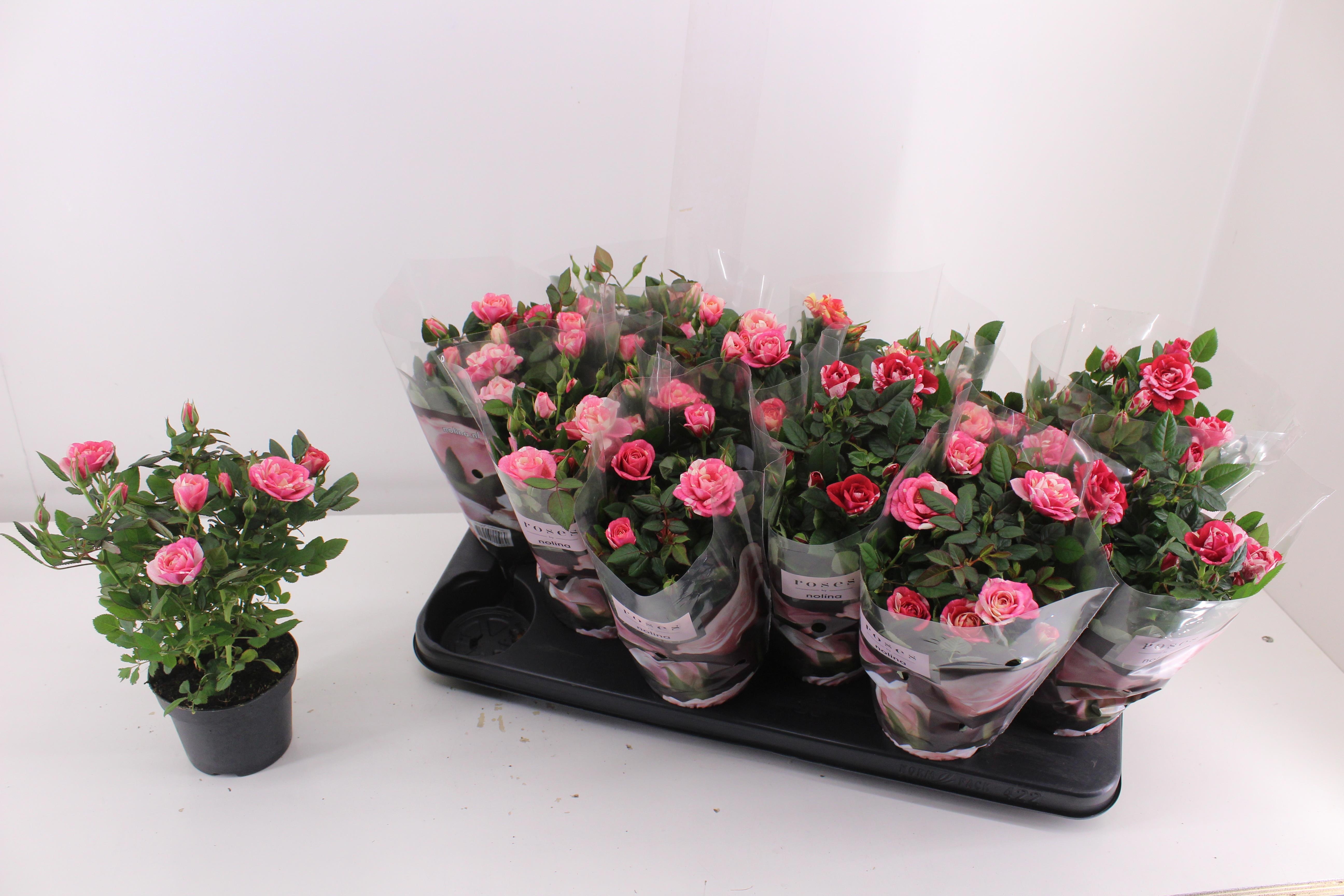 Rosa Victory Mix 510Ø 30cm