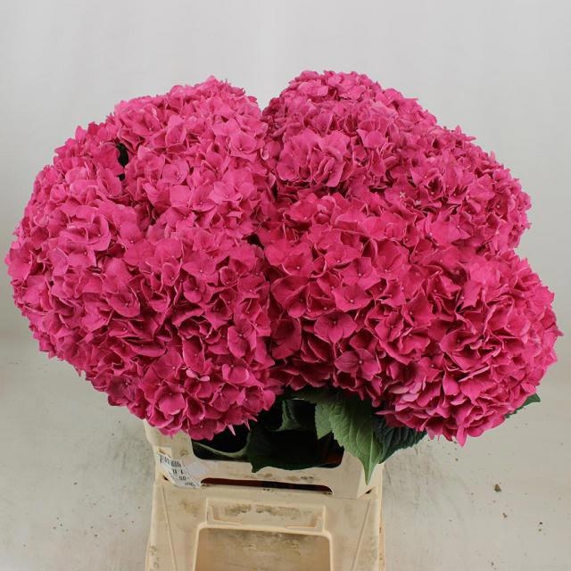 Hydrangea Rodeo Dark Pink 60cm 19Ø
