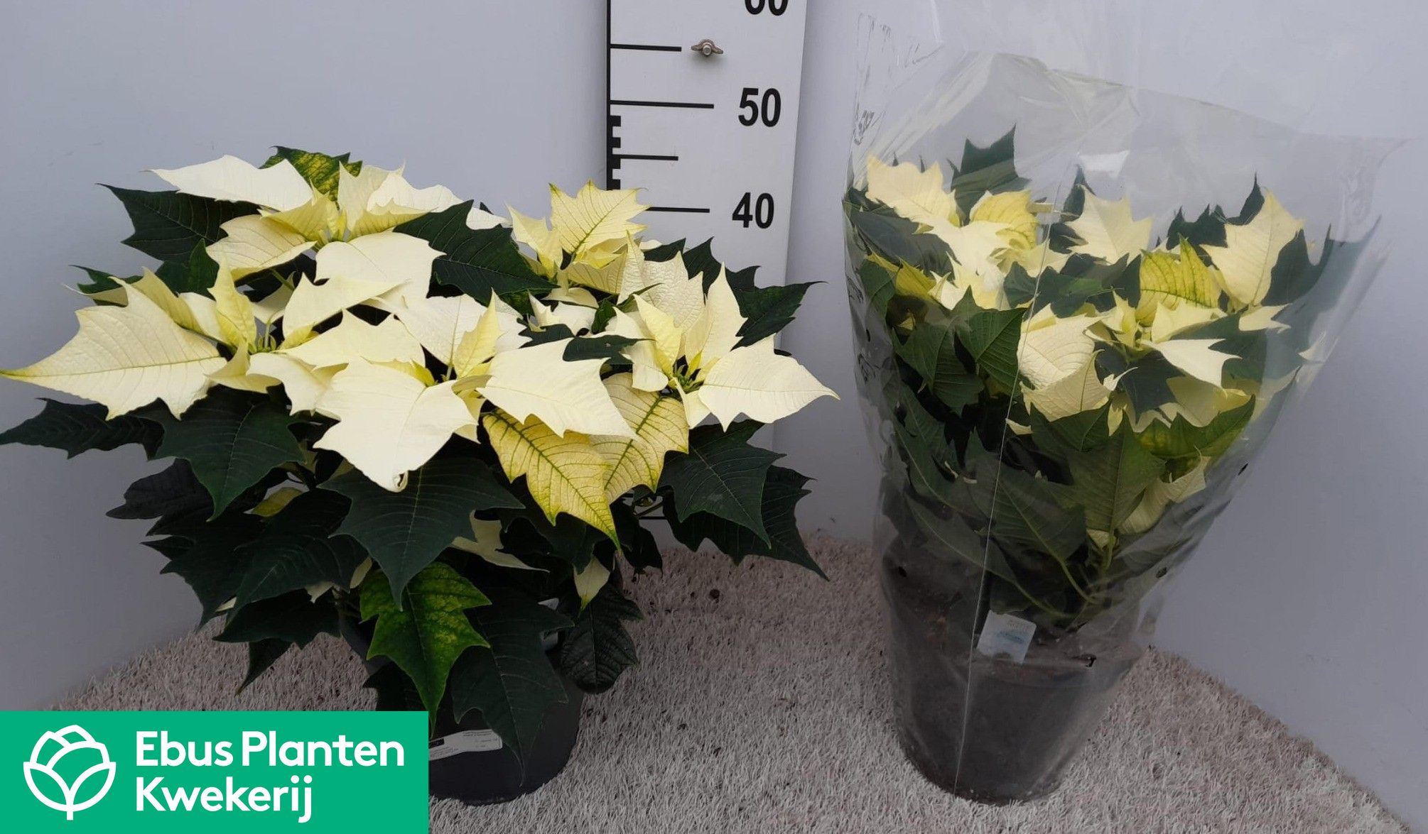 Euphorbia pul. Alaska EUPHOR P ALASKA | Gardenline
