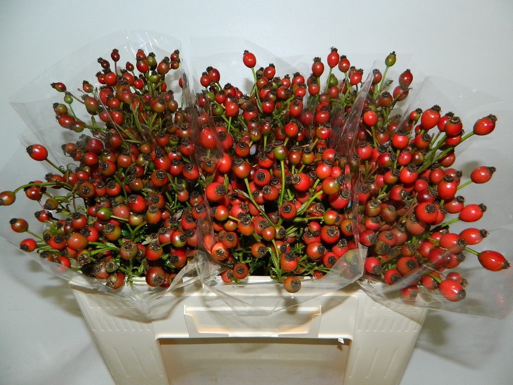 Rosa Class Fruitilia 50cm