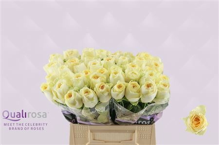 Rosa Buttercup 40cm