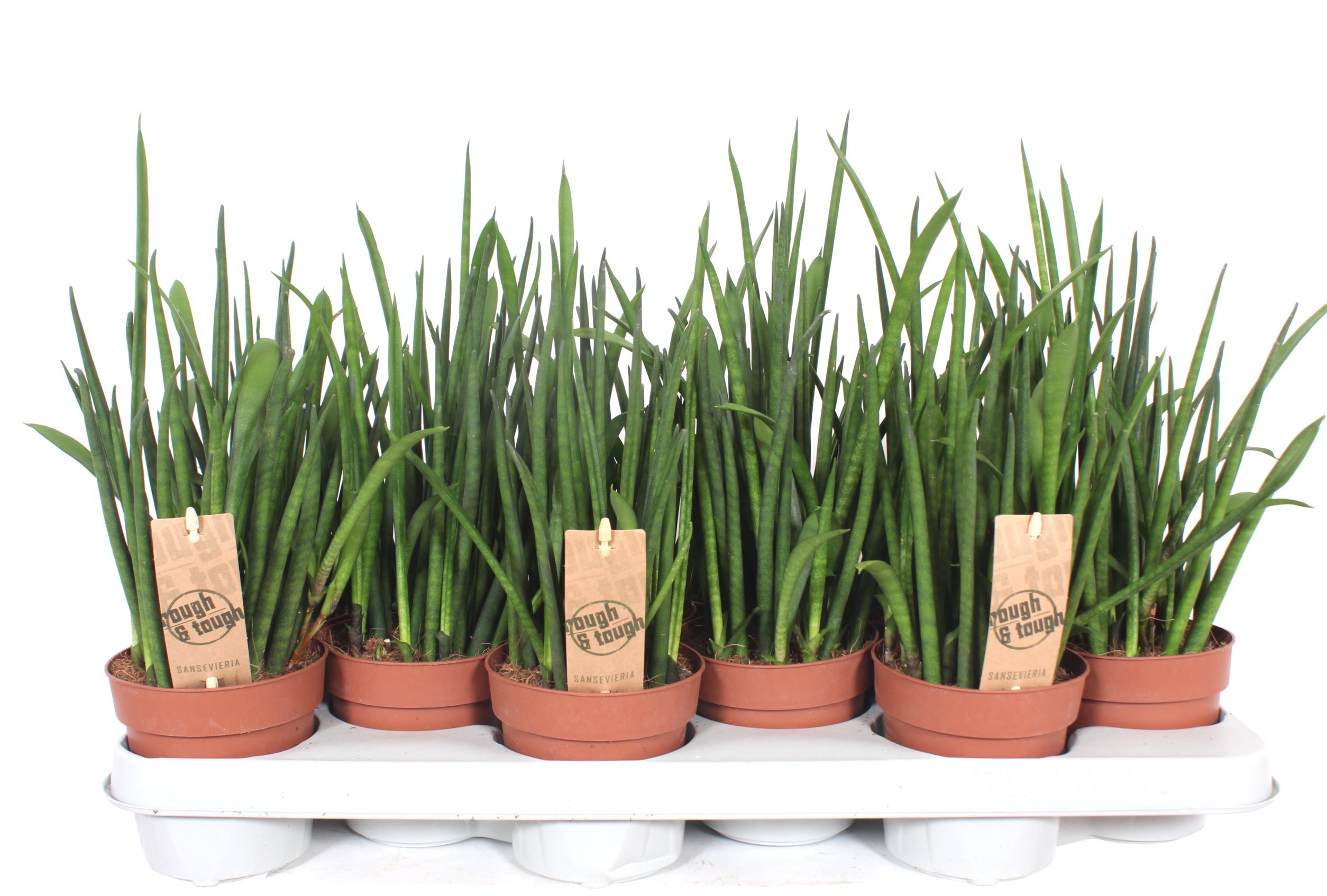 Sansevieria bacularis