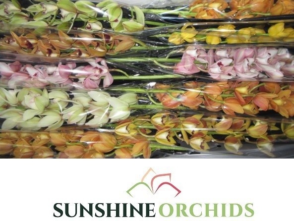 Cymbidium Asst Mini 60cm