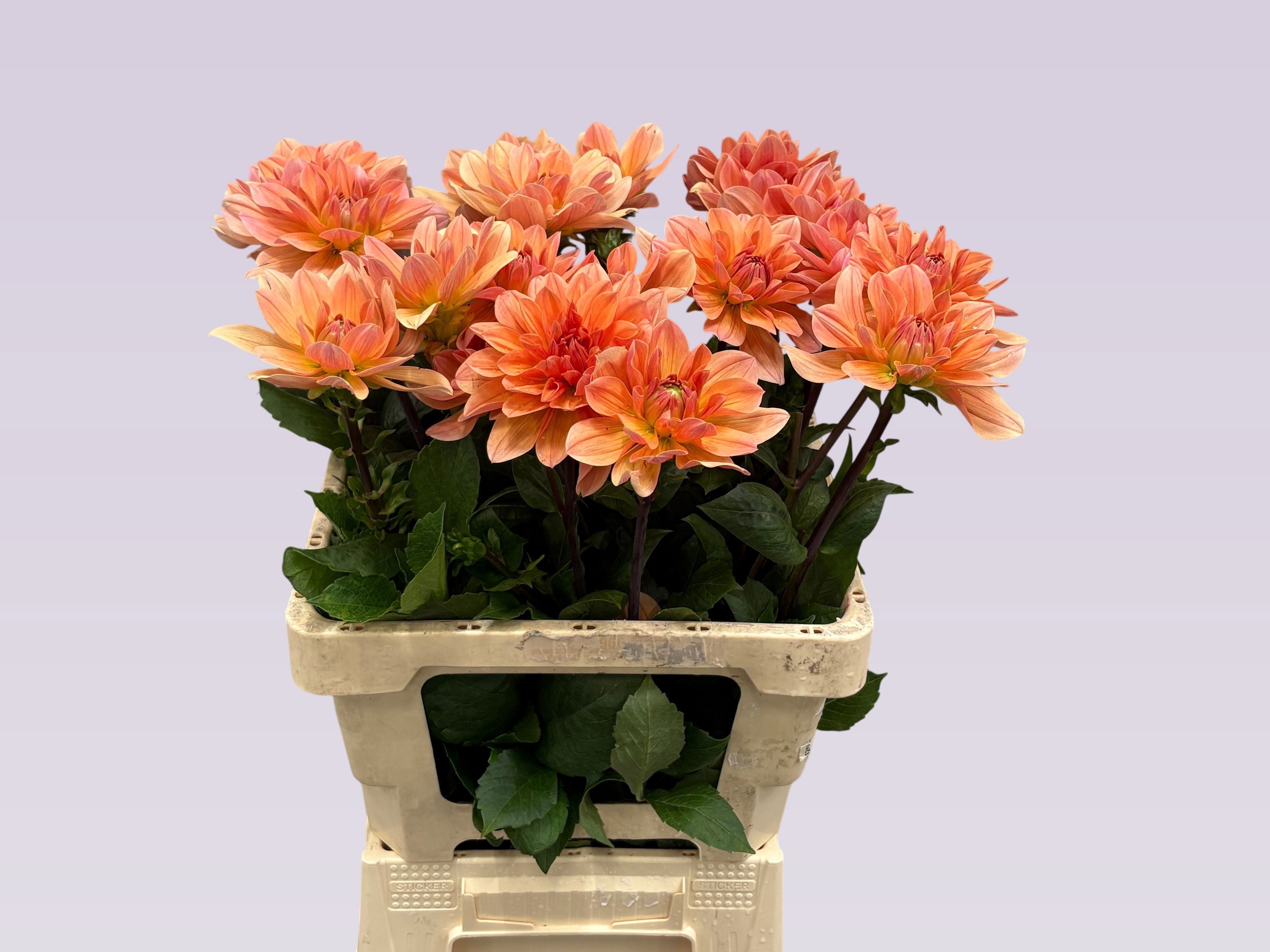 Dahlia Yvonne 60cm