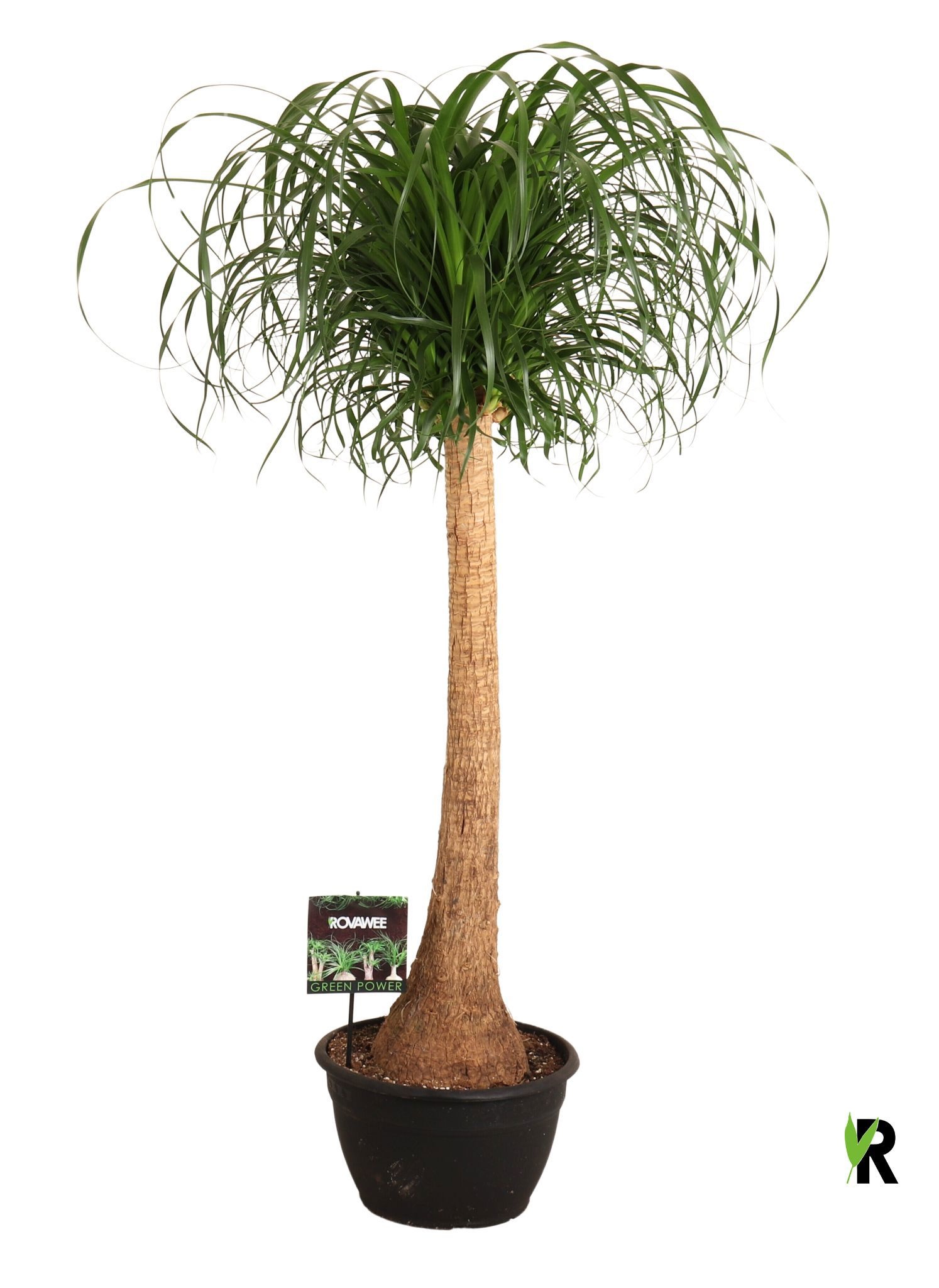Beaucarnea rec. rechte stam