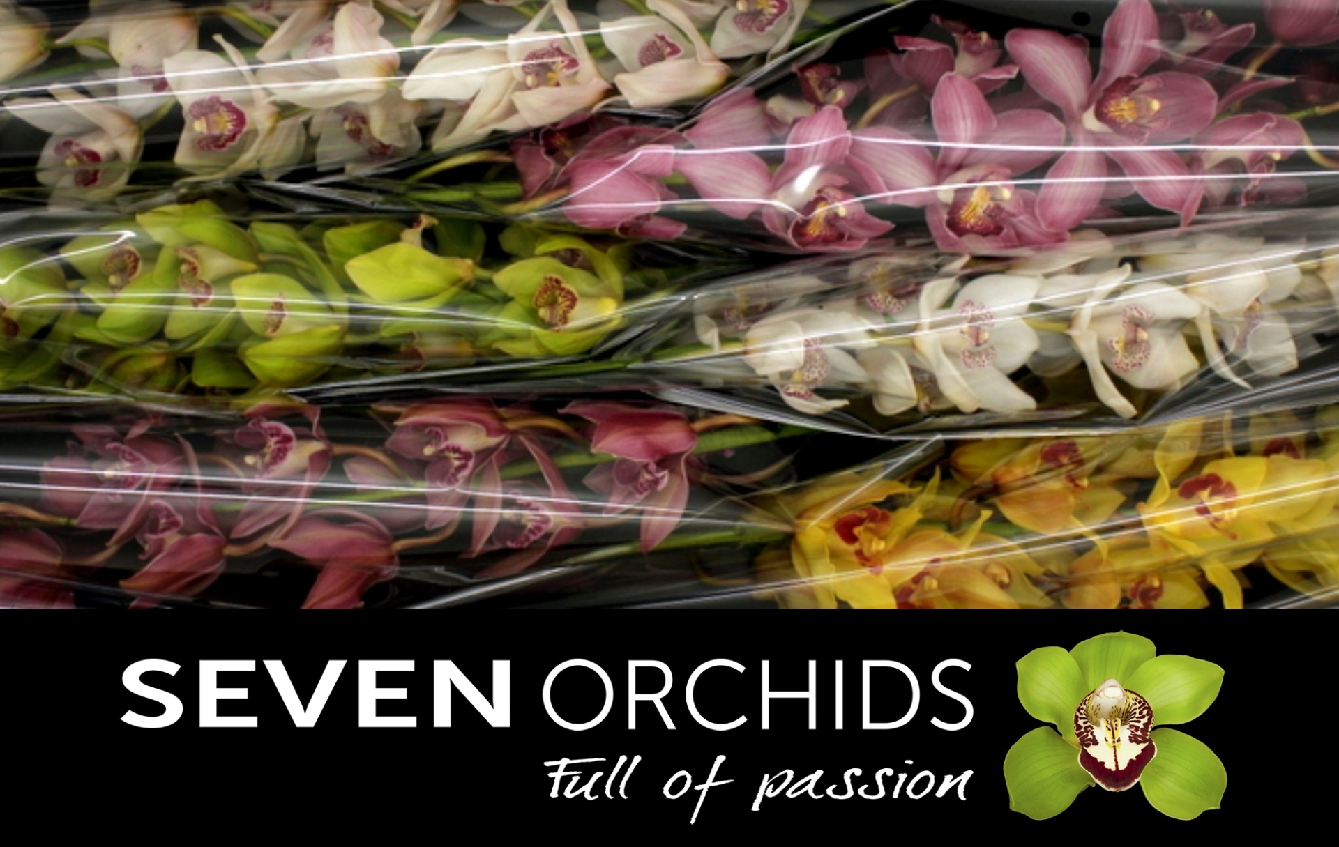 Cymbidium Asst 13bl
