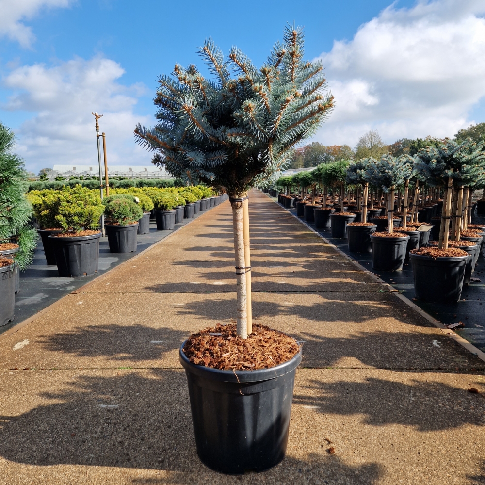 Picture of Picea pungens Glauca Globosa P34-(18-LTR) 40/STD (LOOSE)