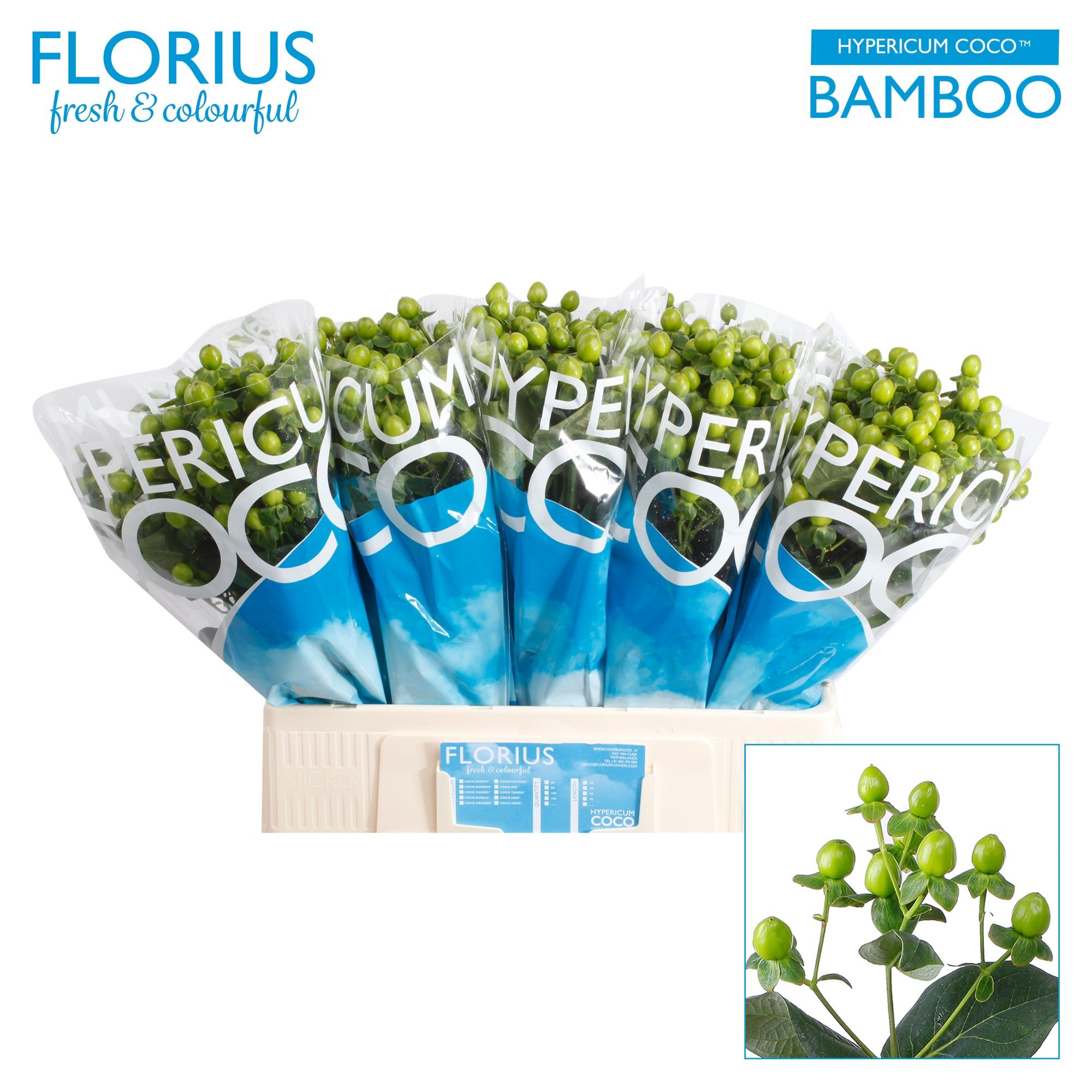 Hyp Coco Bamboo