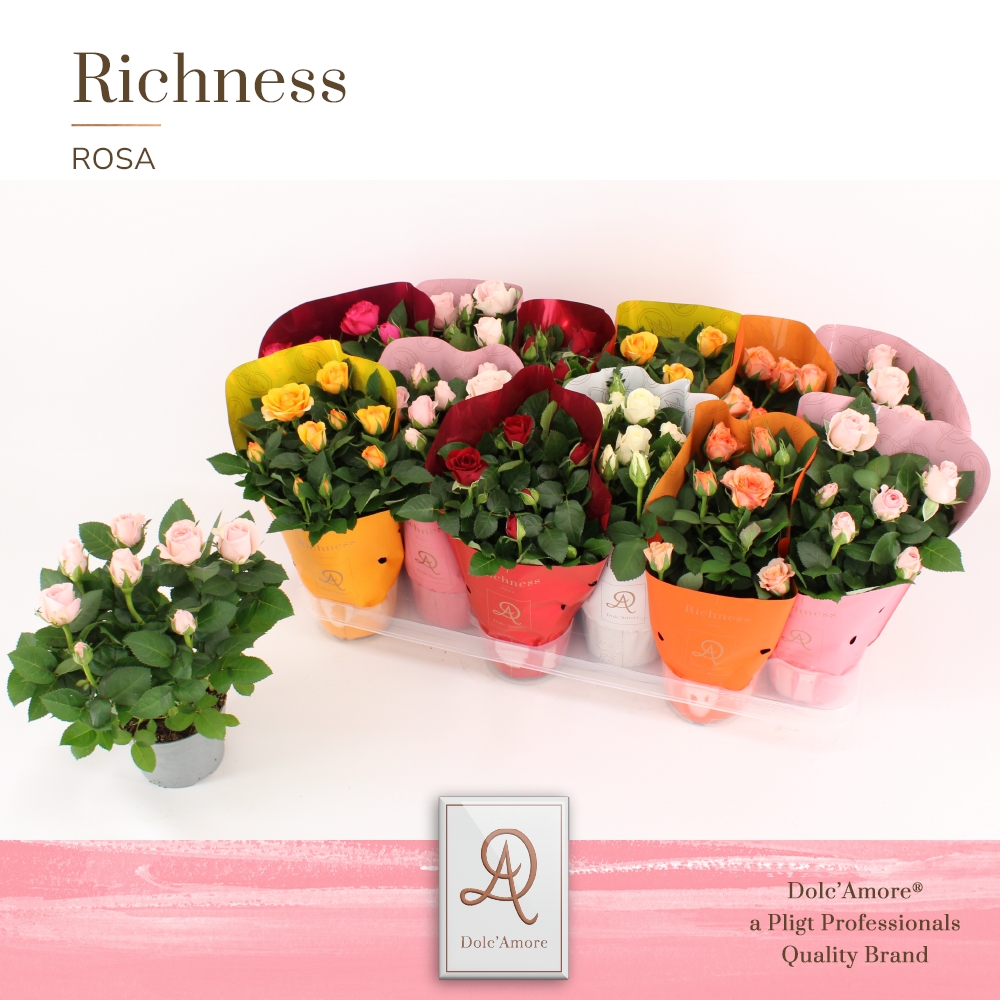 Picture of Rosa in varieties DolcAmore Metallic Ton Sur Ton P10.5 25CM