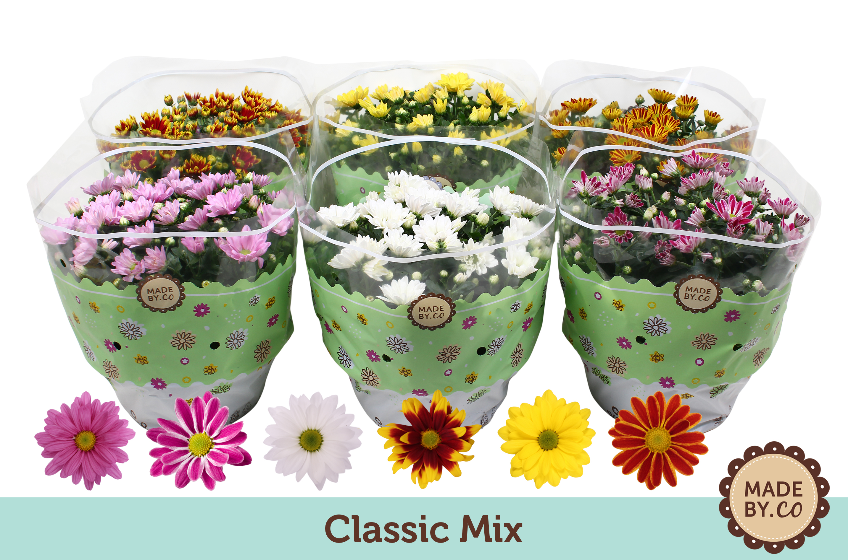 Picture of Chrysant Mix P23 27cm