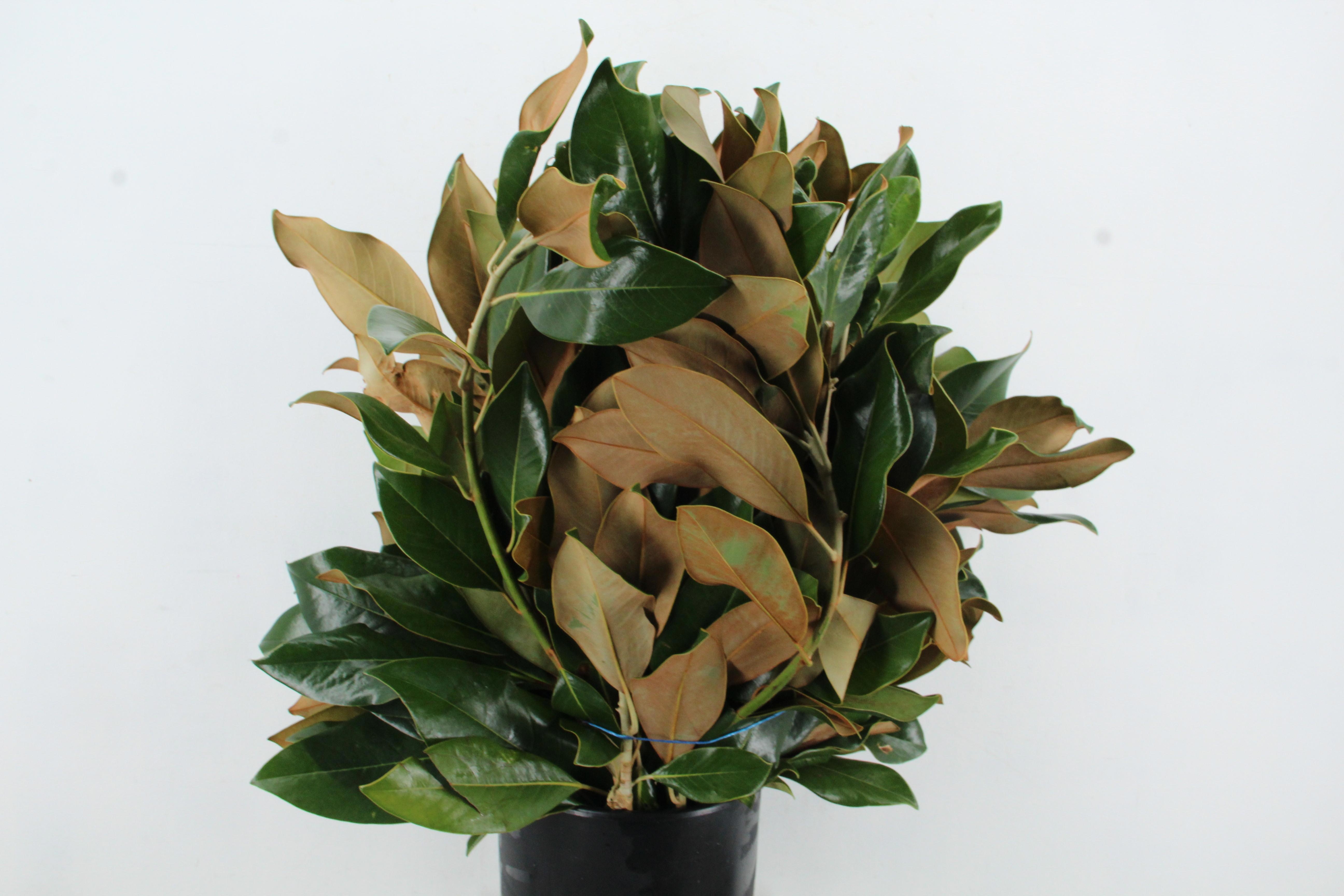 Magnolia Grandifl Bs
