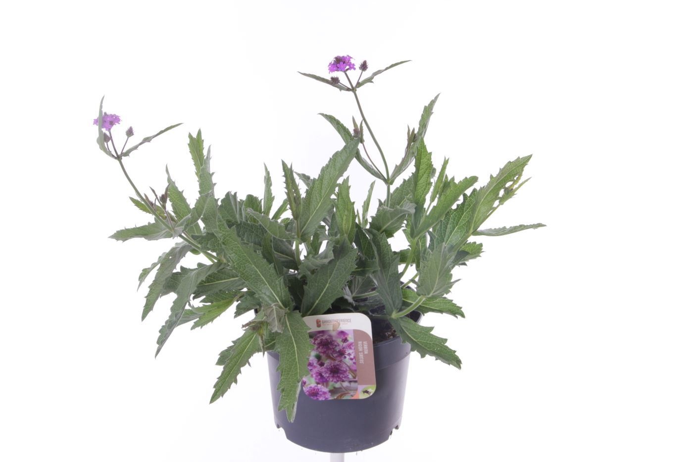 Verbena rigida Santos