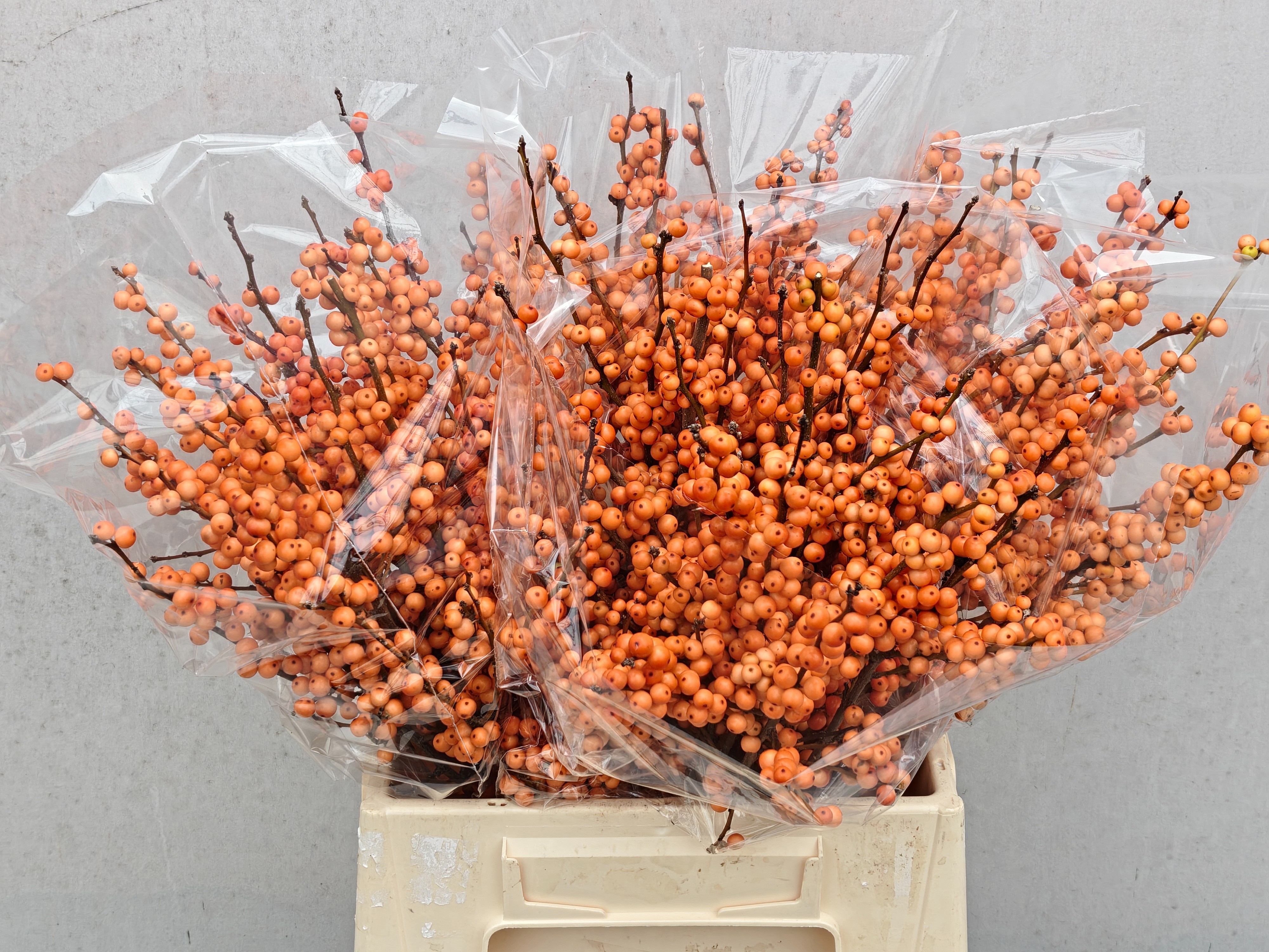 Ilex Winter Gold 45cm