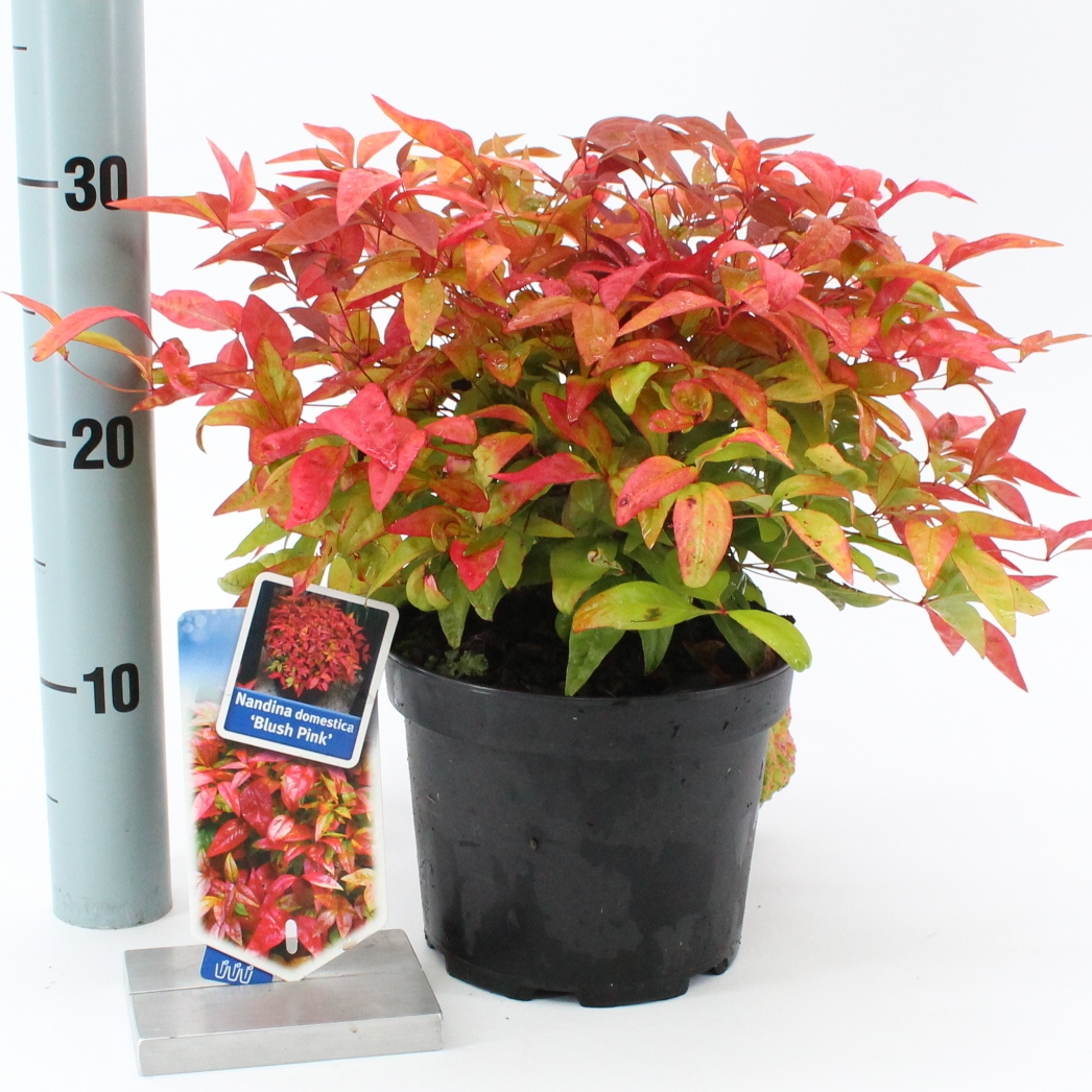 Picture of Nandina domestica Blush Pink P17 (2 Ltr)