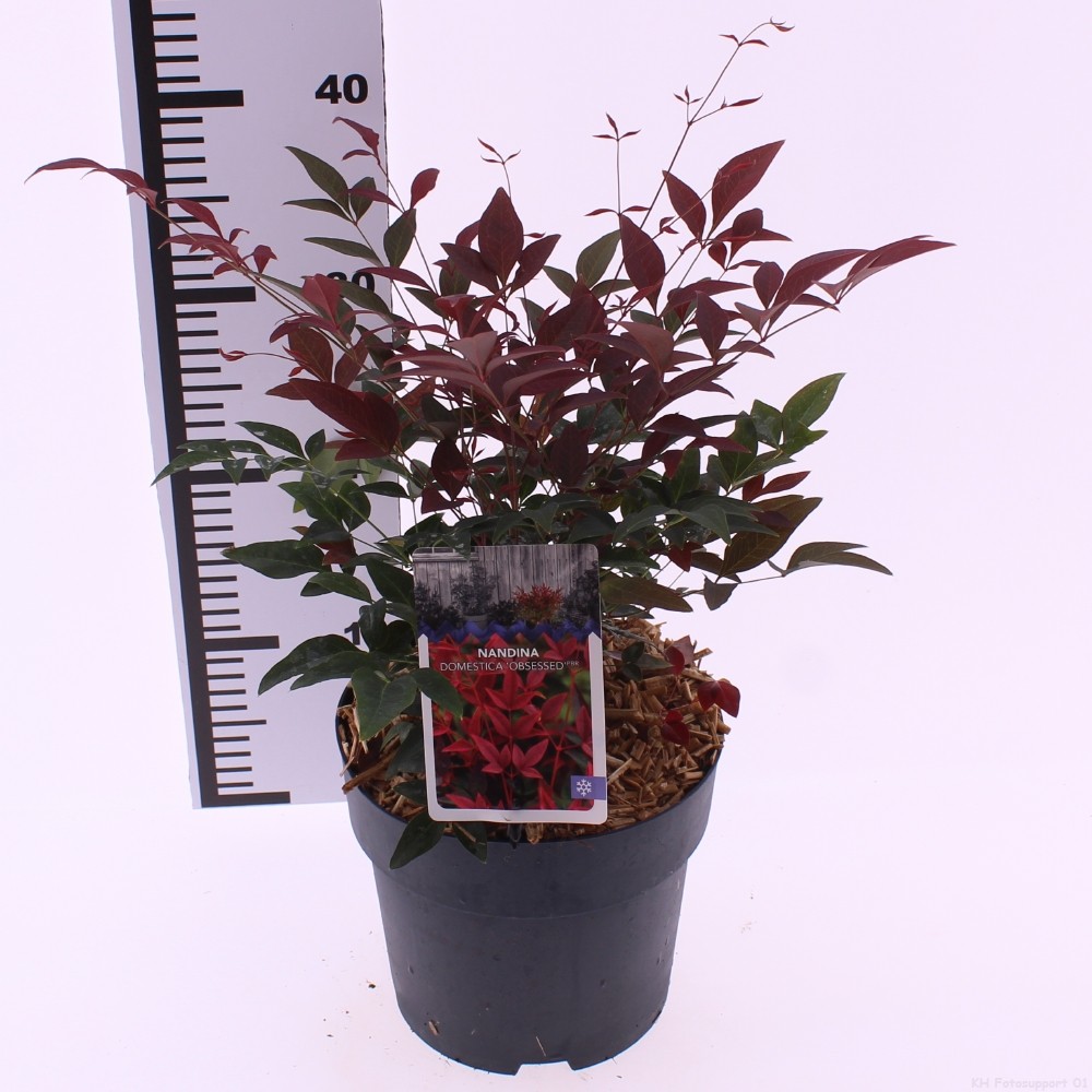 Picture of Nandina domestica 'Obsessed'