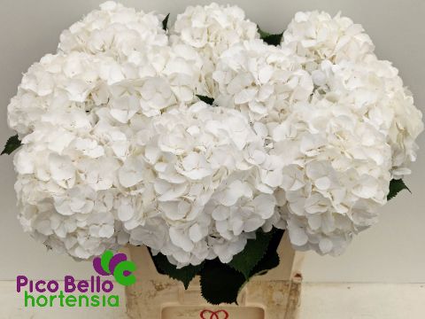 Hydrangea White Verena 80cm 21Ø