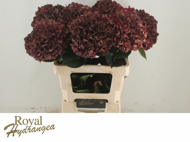 Hydrangea Ruby Red Classic 60cm 17Ø
