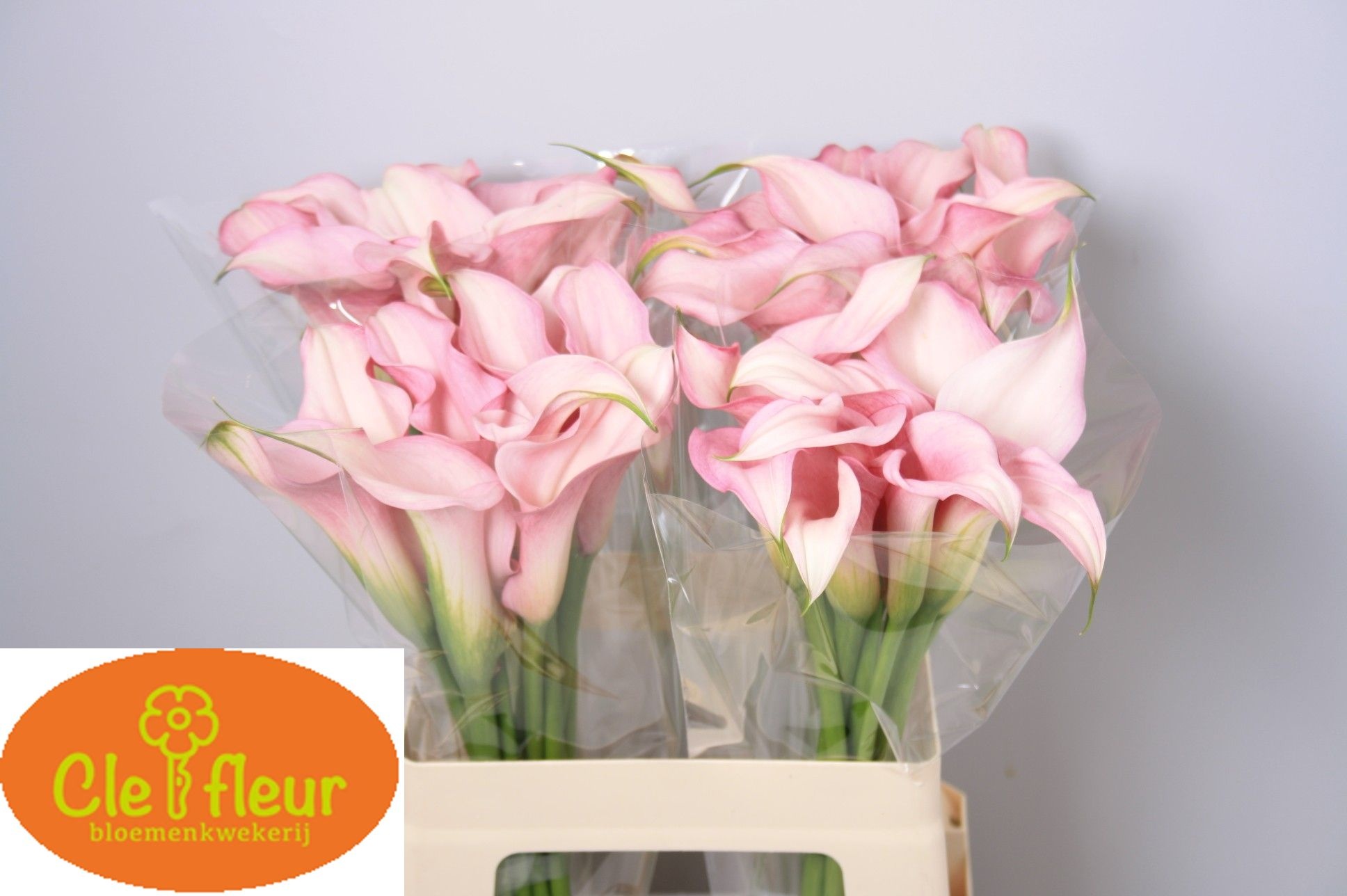 Zant Pink Design 60cm