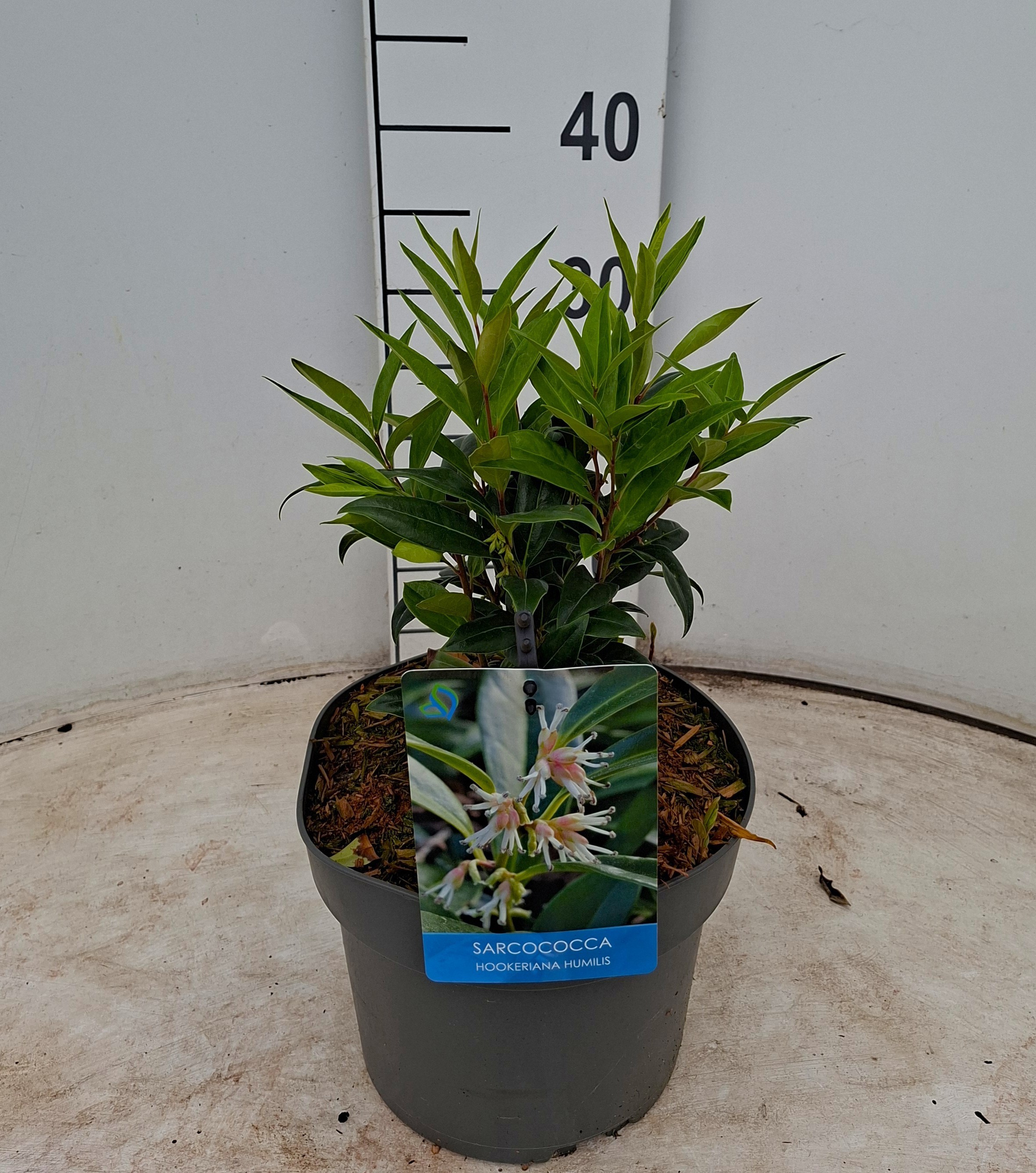 Sarcococca hookeriana var. humilis