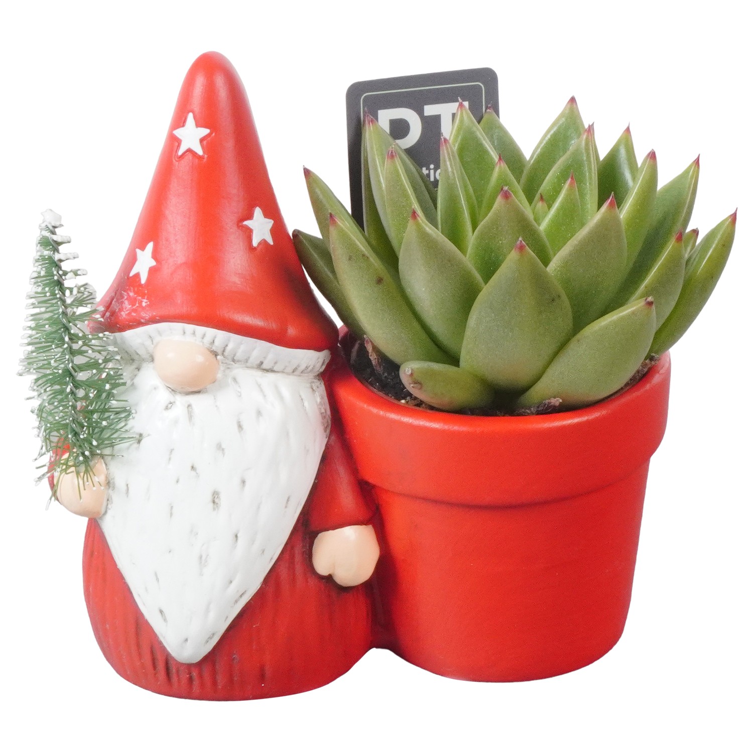 Picture of PTKB9377 Arrangement X-Mas in ceramic pot P13 13CM