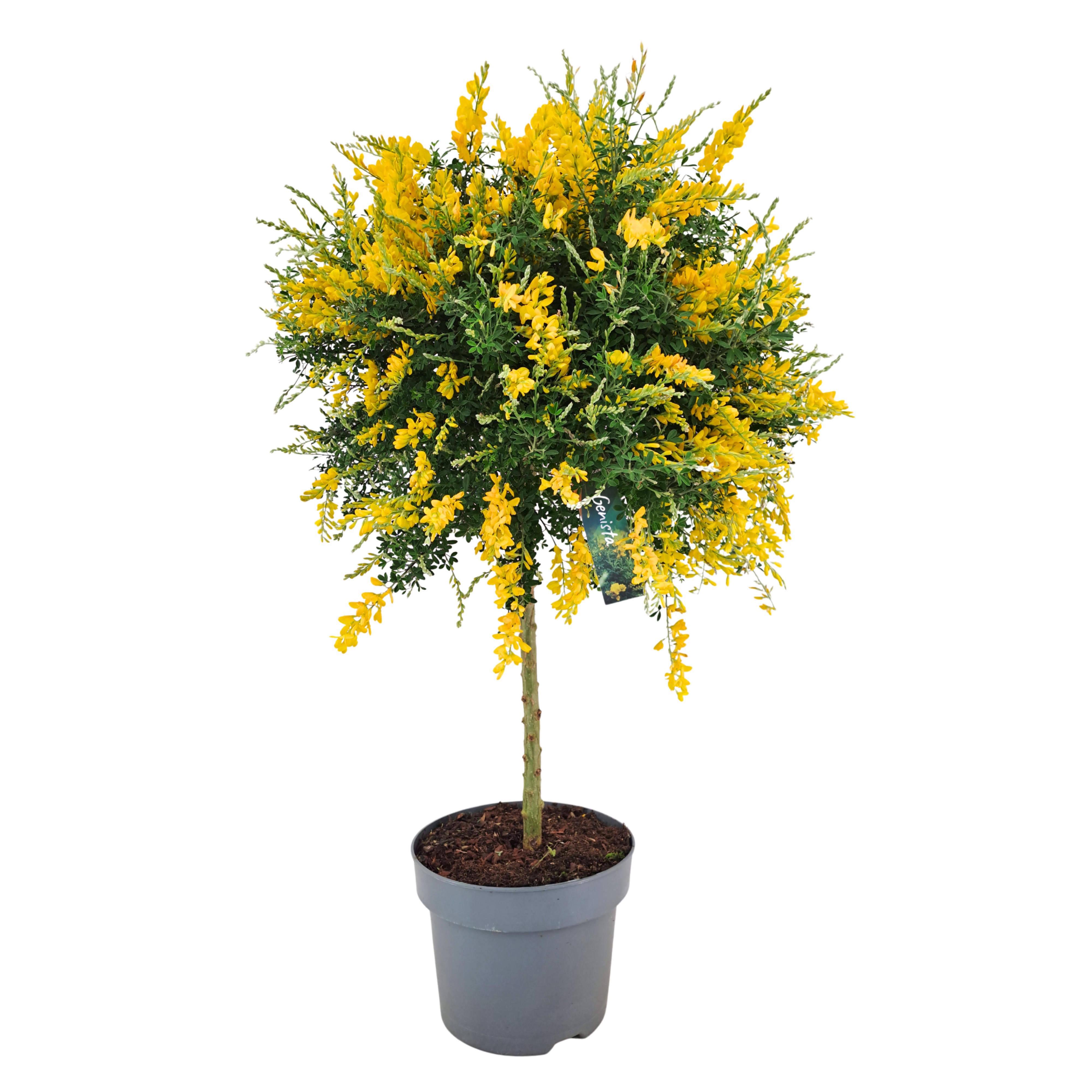Genista (Cytisus) bol op stam (NL)
