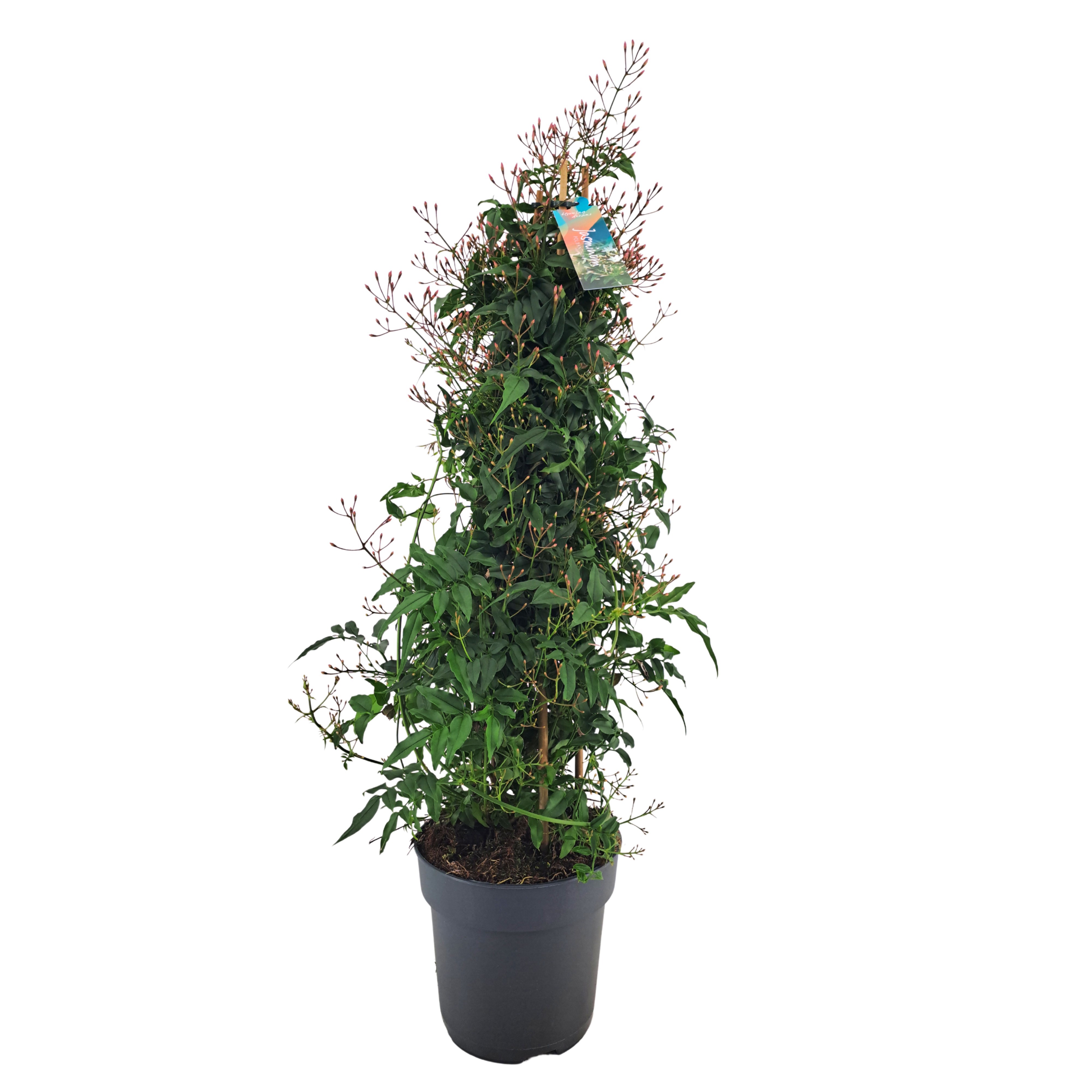 Jasminum piramide 500 Knop (Jasmijn)