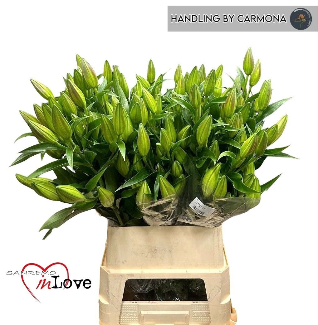 Lilium Ot Zambesi 100cm 5bl